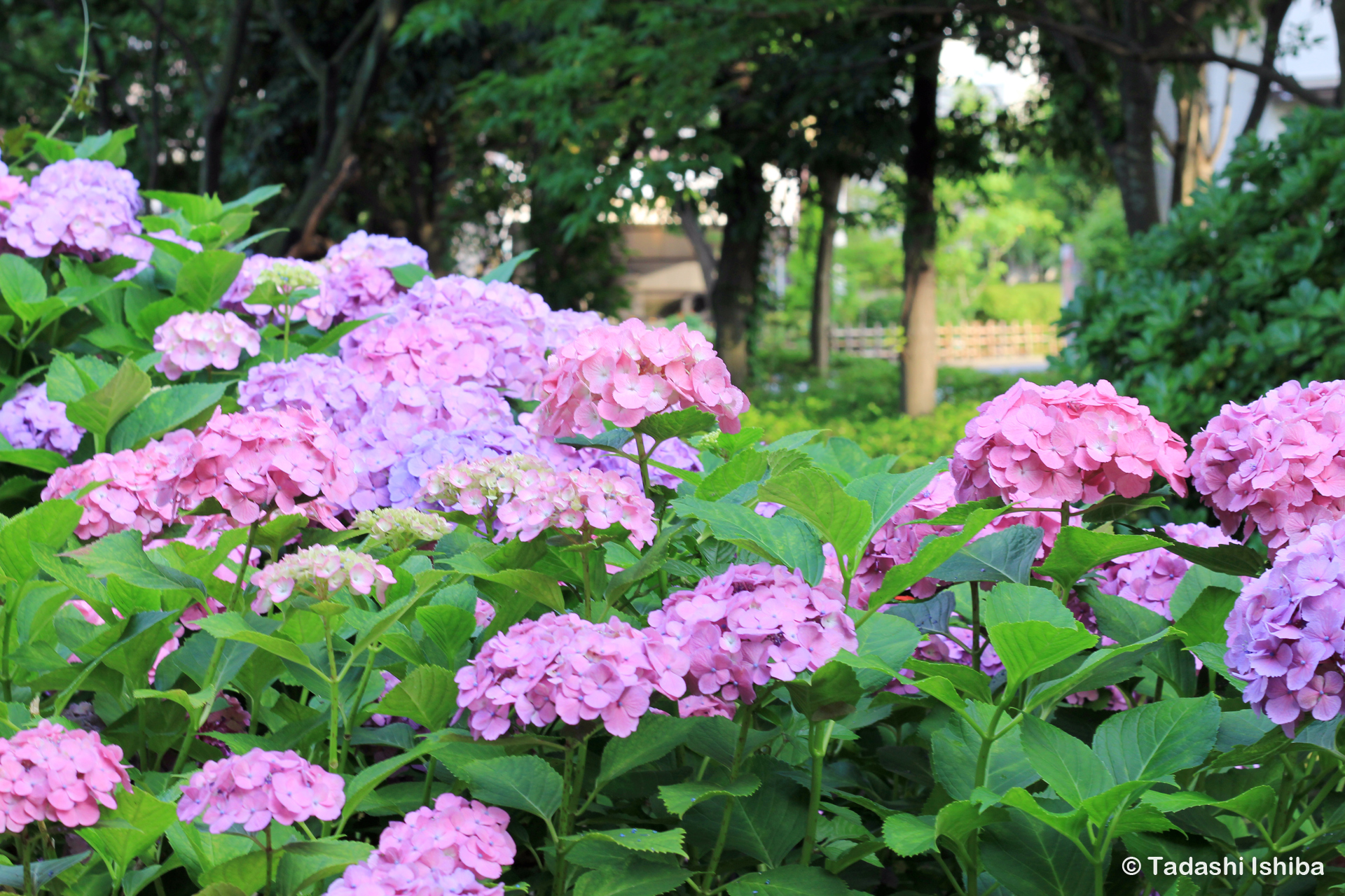 親水公園に咲く紫陽花