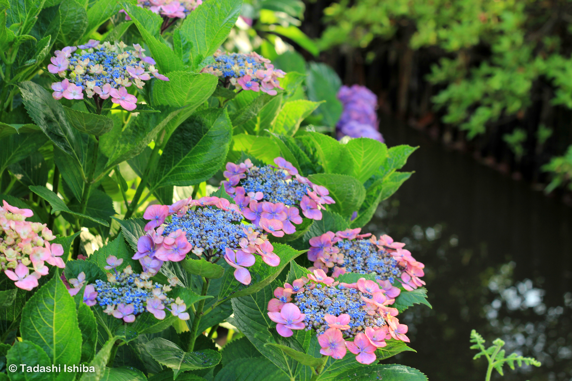 親水公園に咲く紫陽花