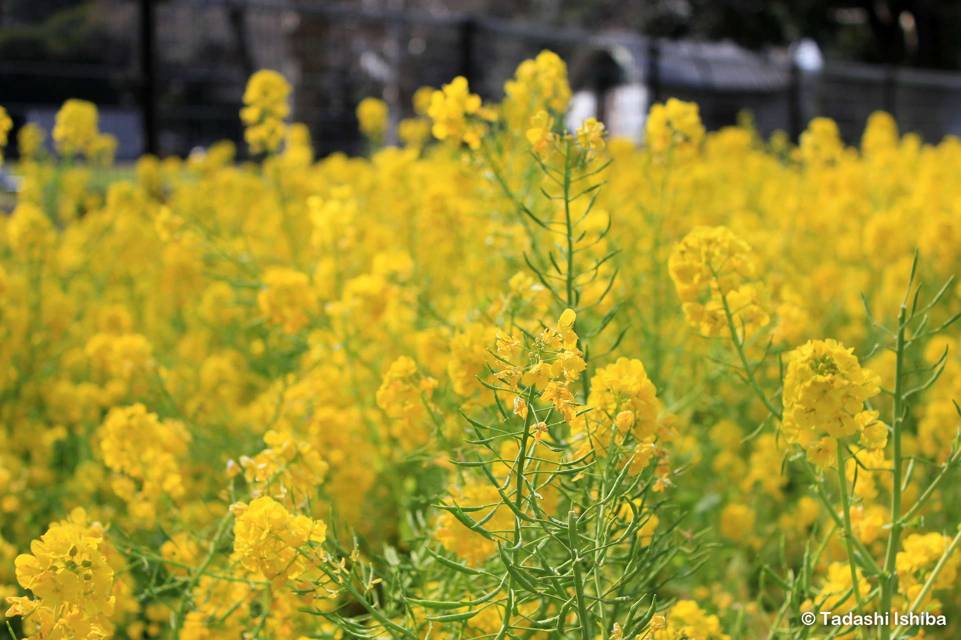 一面の菜の花