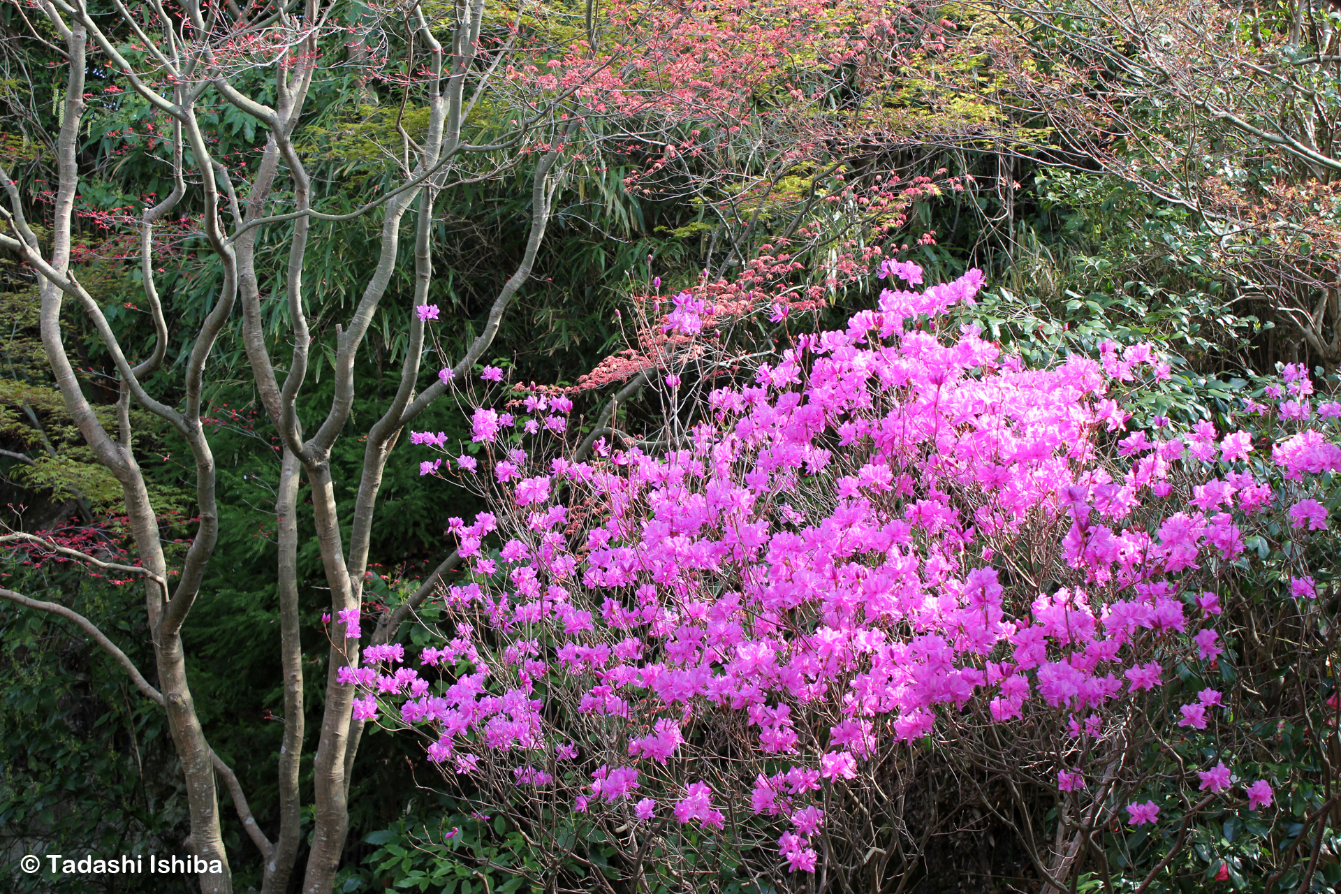 長谷寺の花