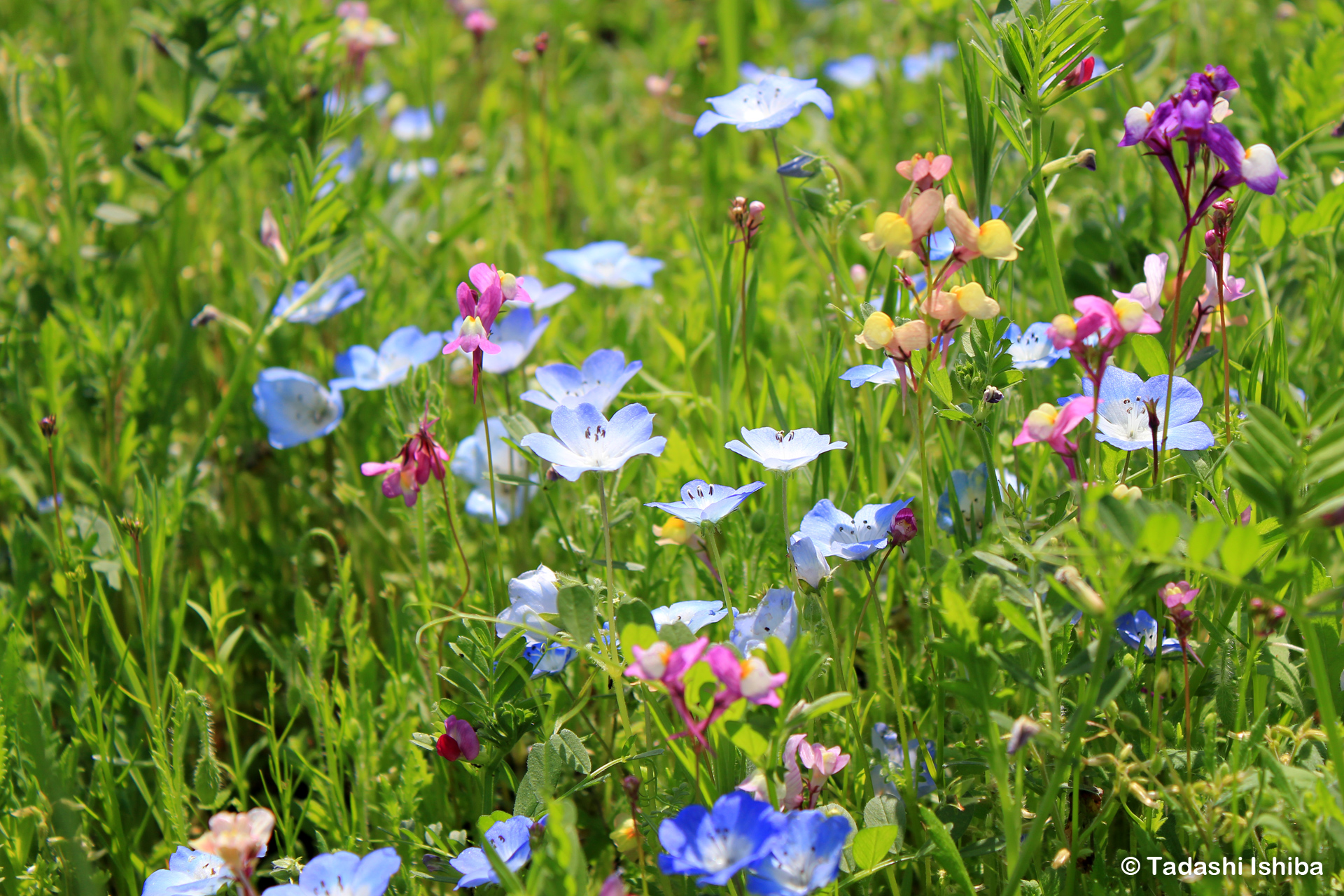 花畑の小さな花