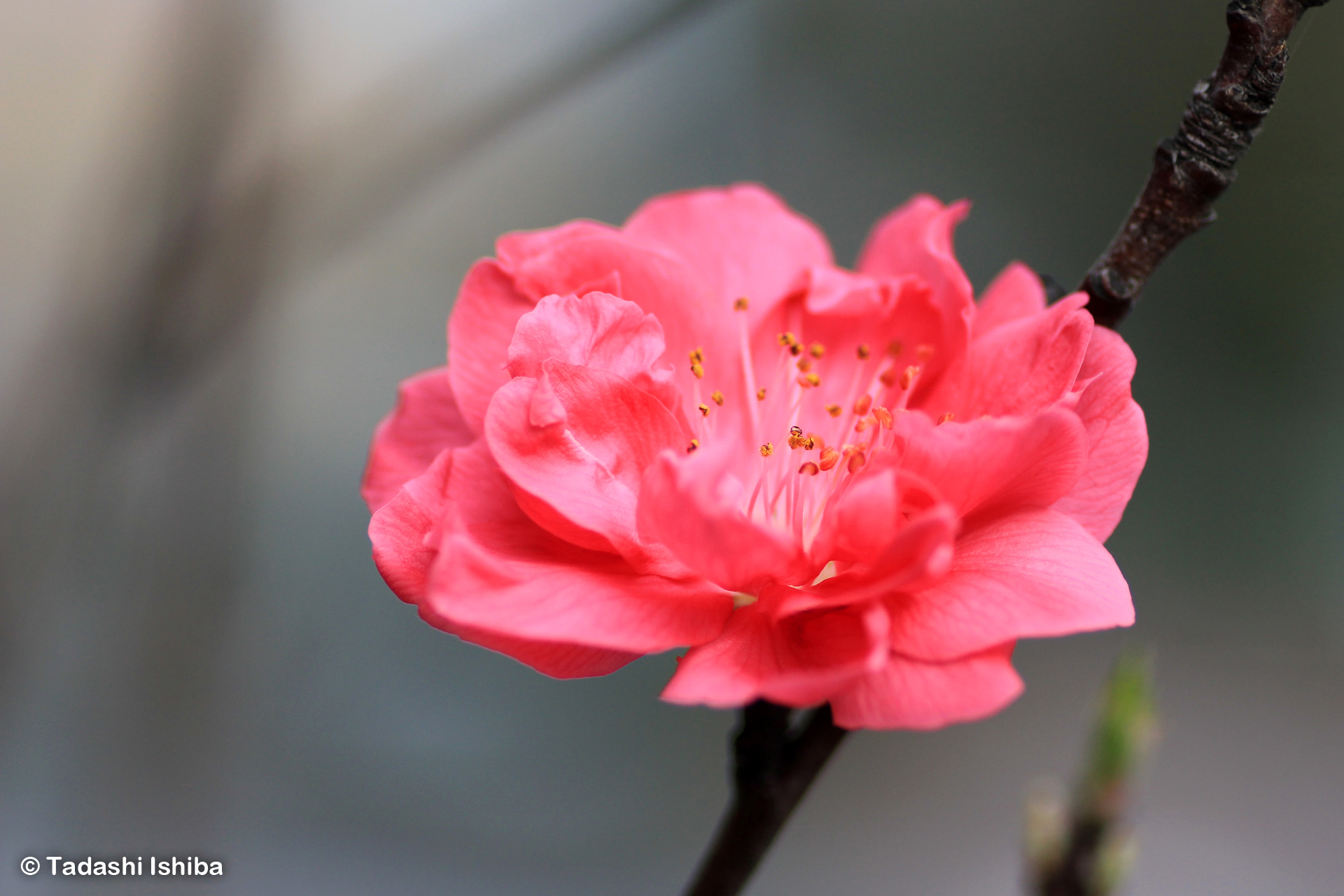 美しい桃色の花桃