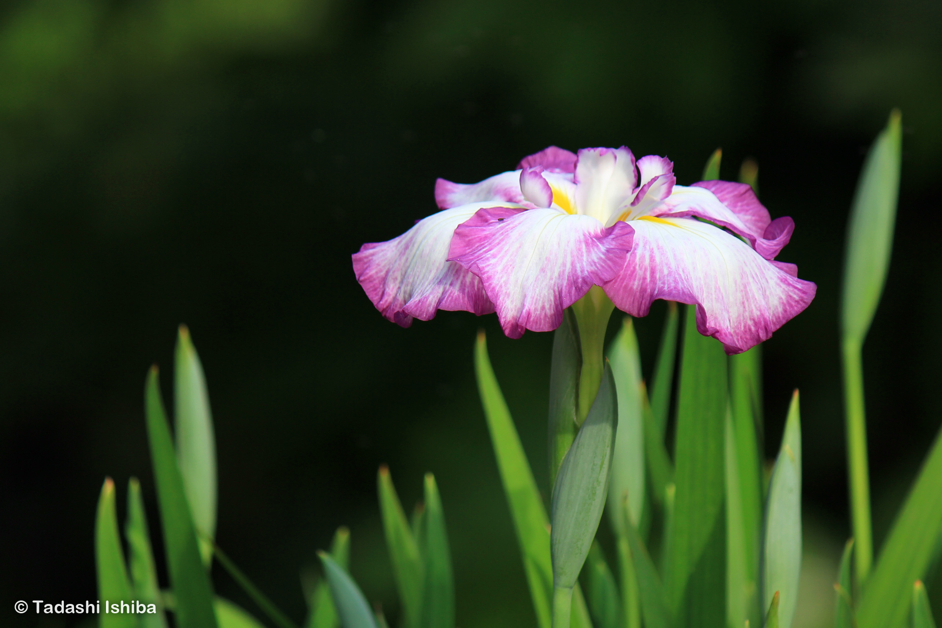 花菖蒲