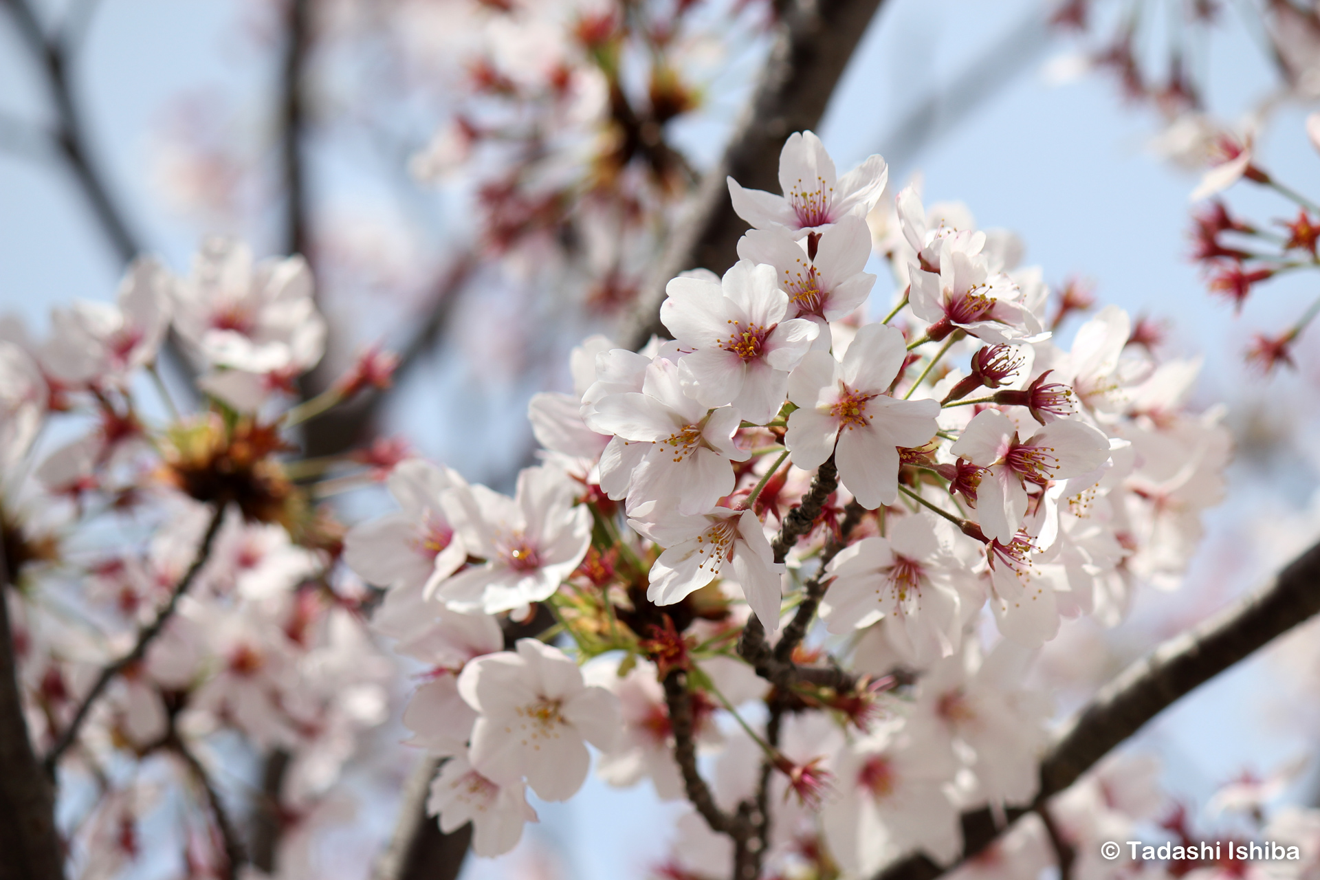 満開の桜