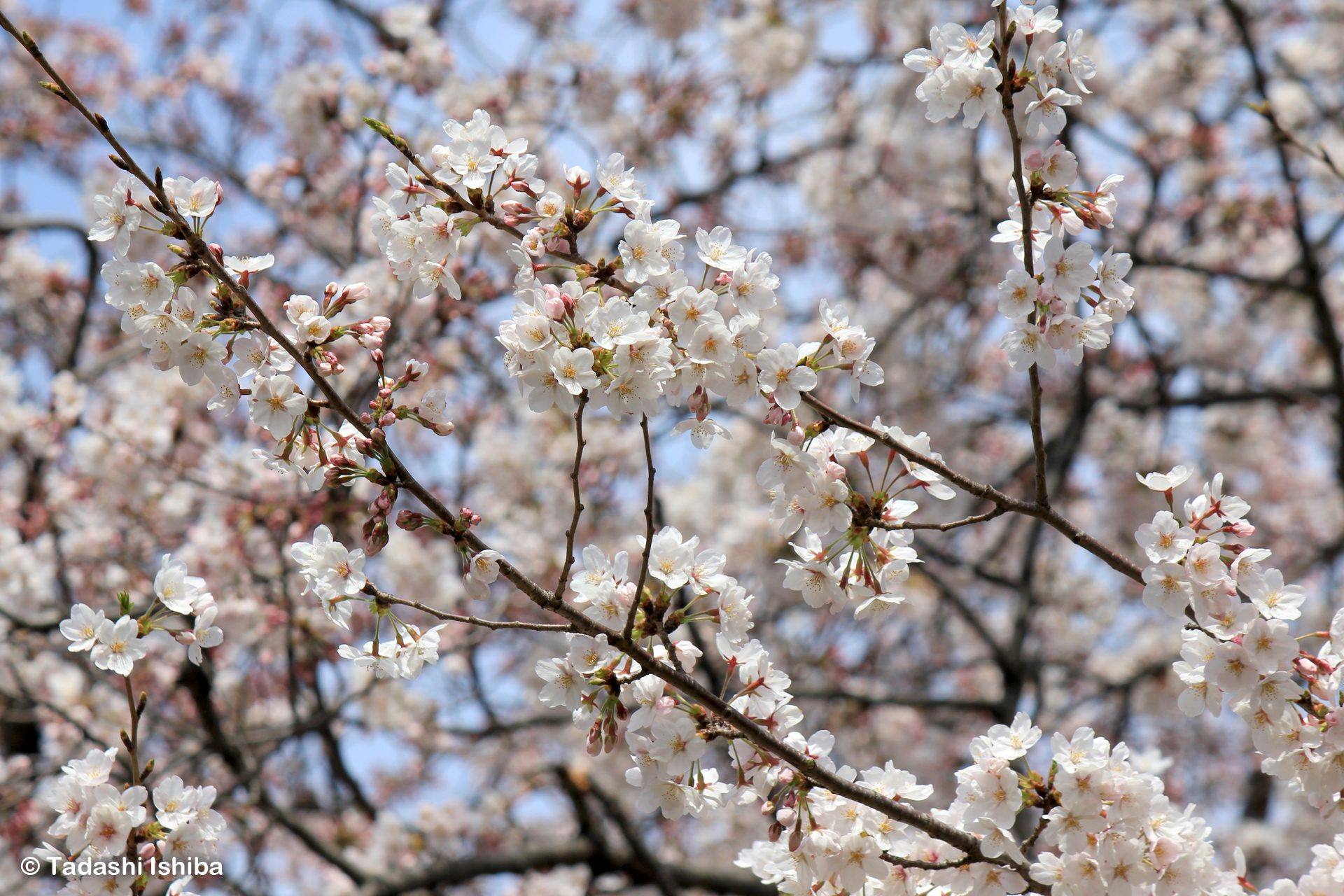 満開の桜