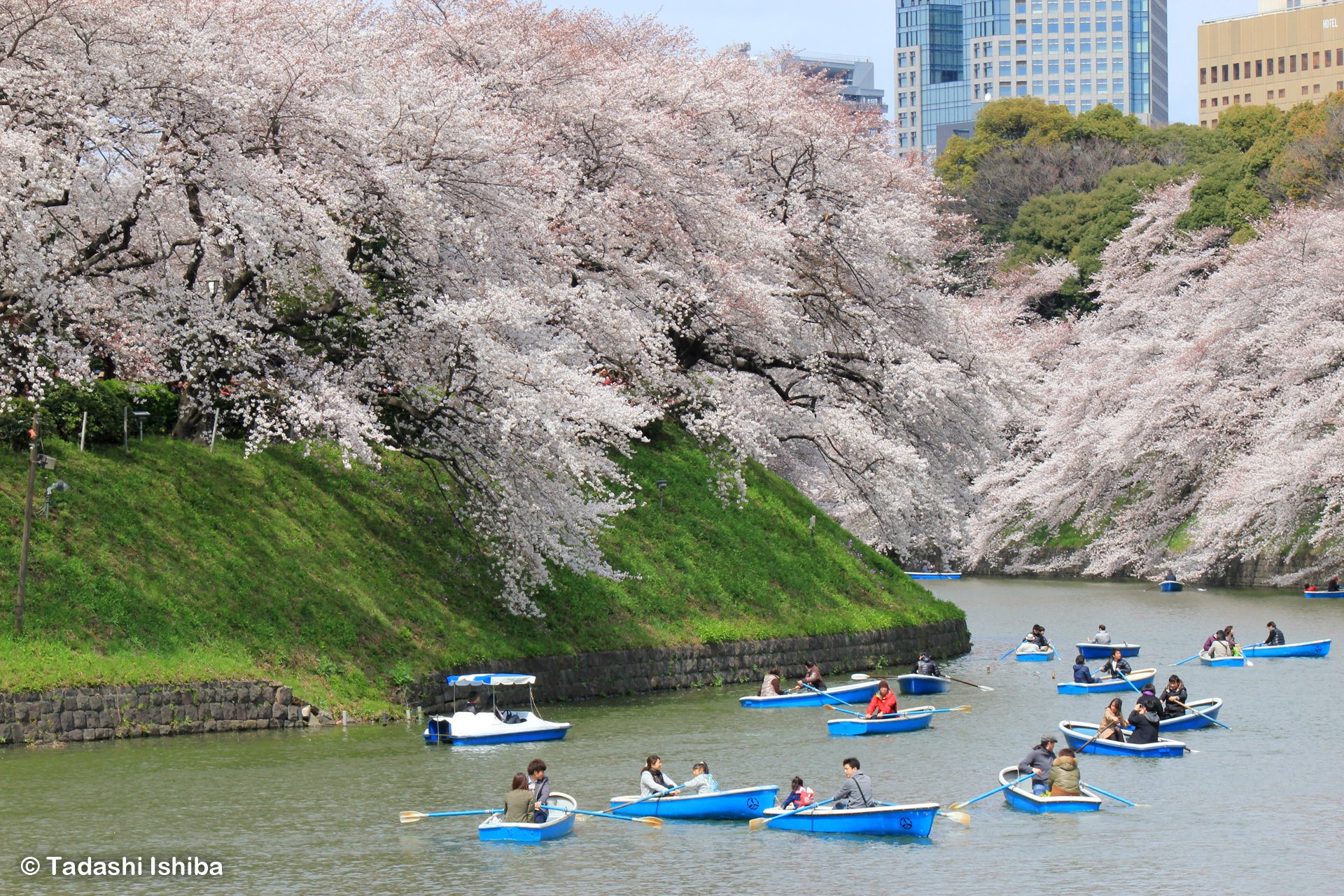 千鳥ヶ淵の桜