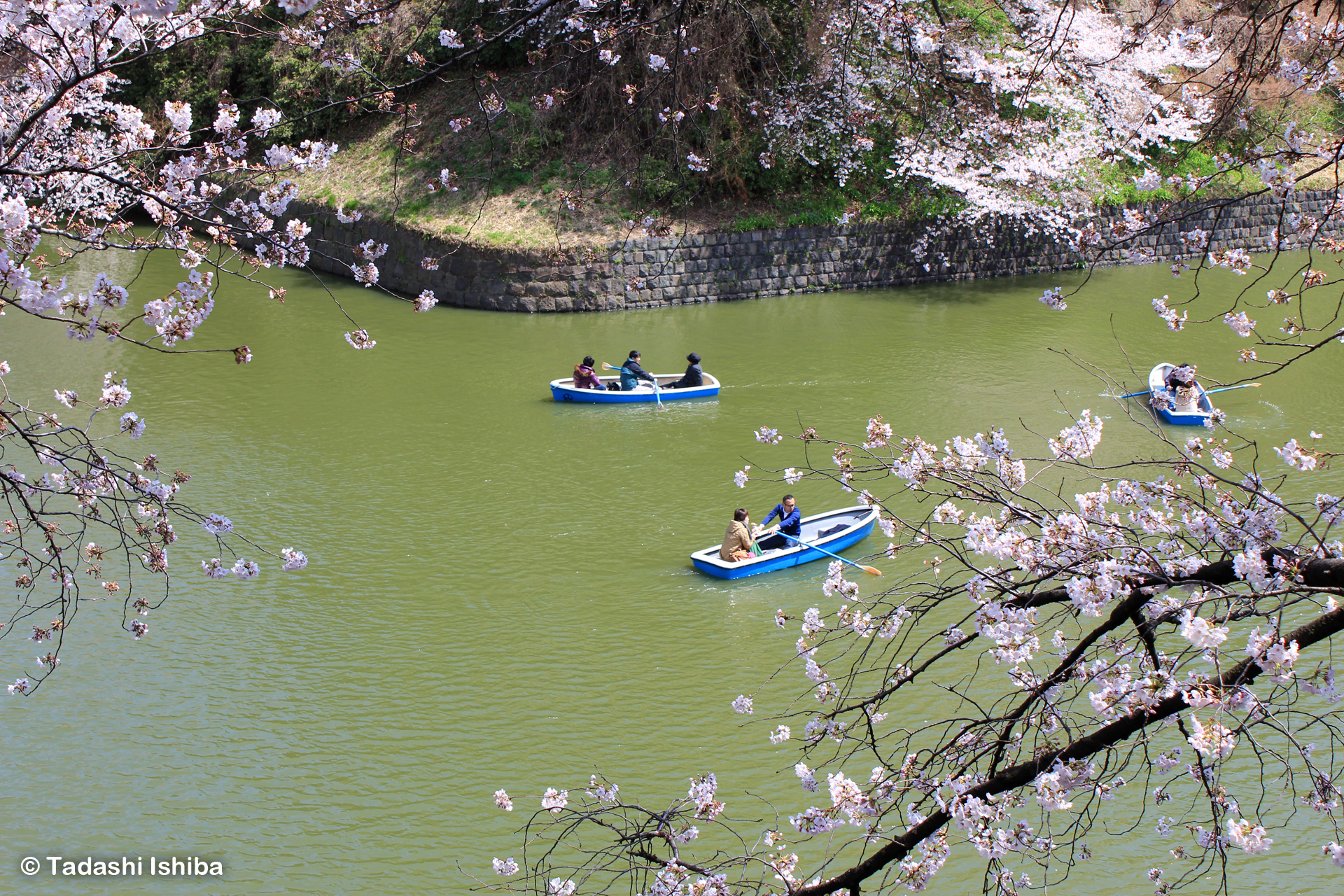 千鳥ヶ淵の桜