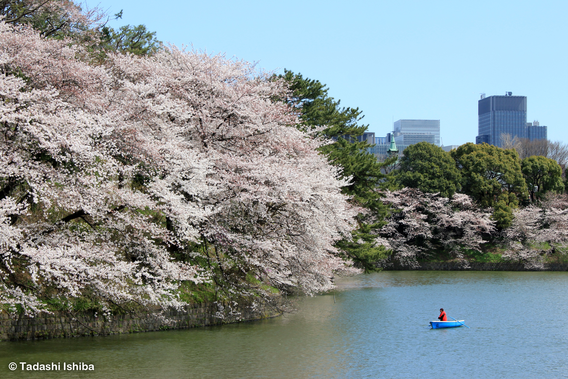 千鳥ヶ淵の桜