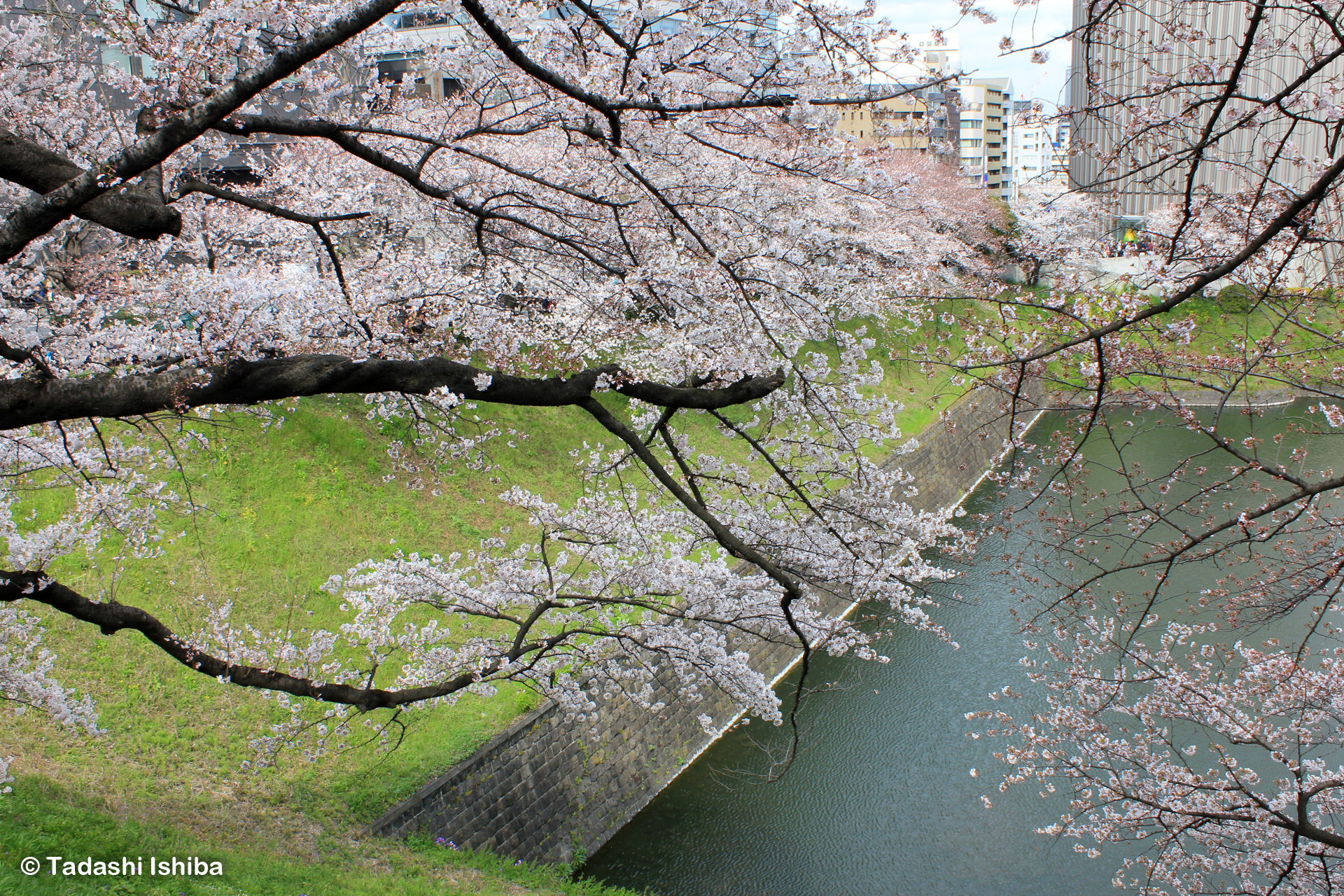 皇居のお堀に咲く桜