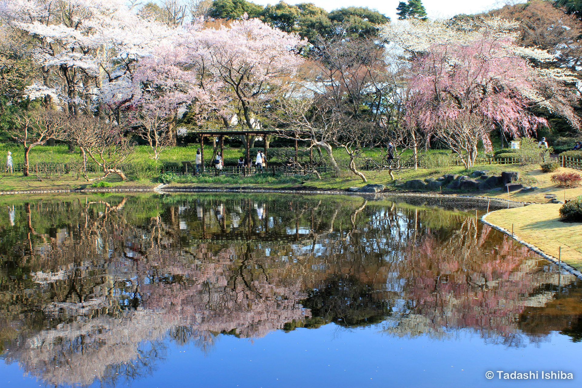 皇居東御苑の桜