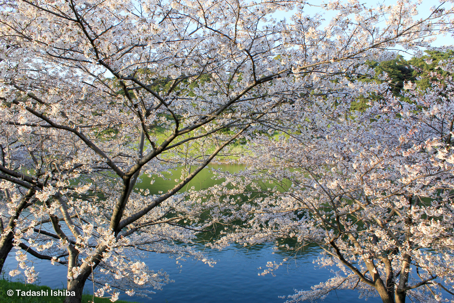 皇居のお堀と桜