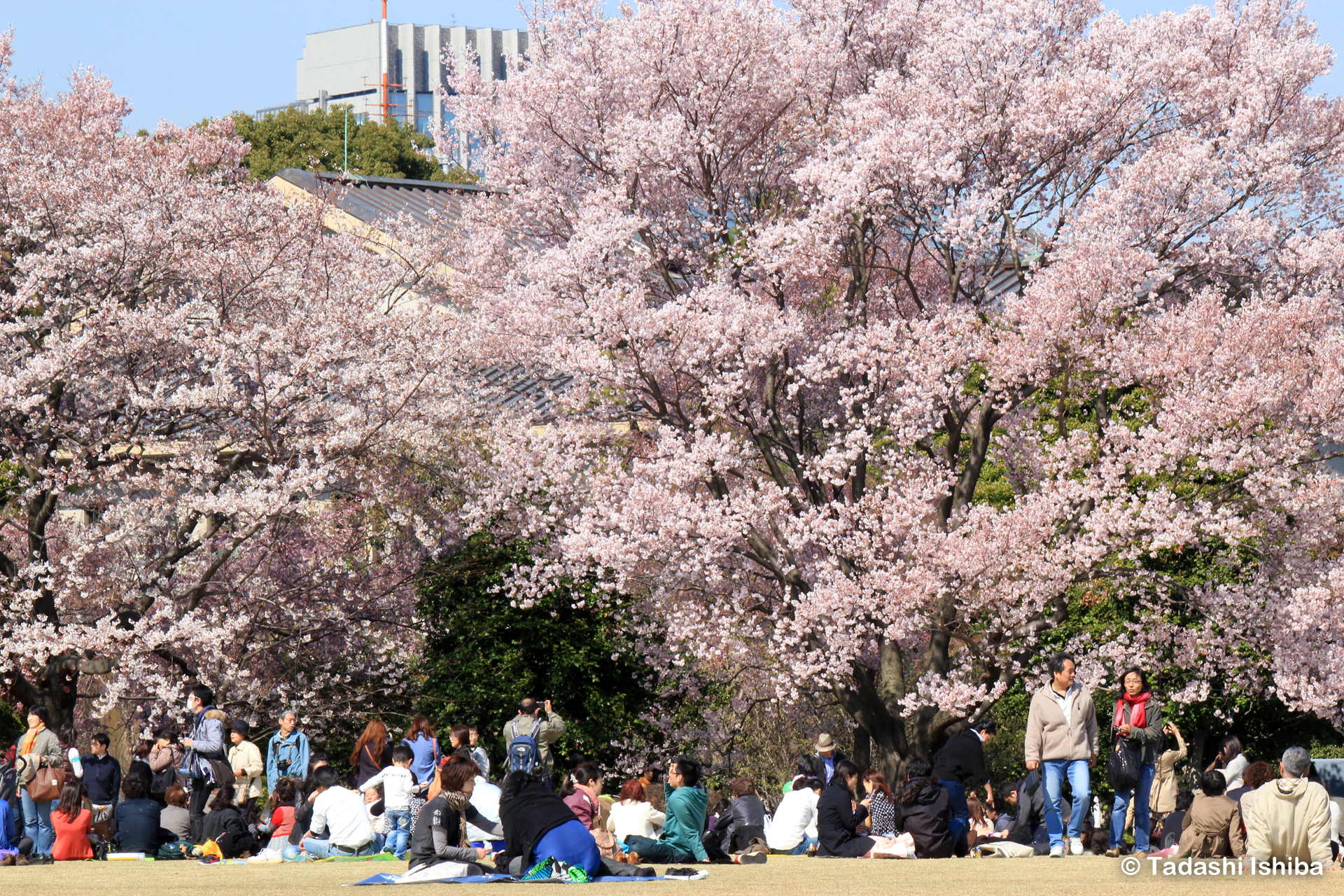 皇居北の丸公園の桜