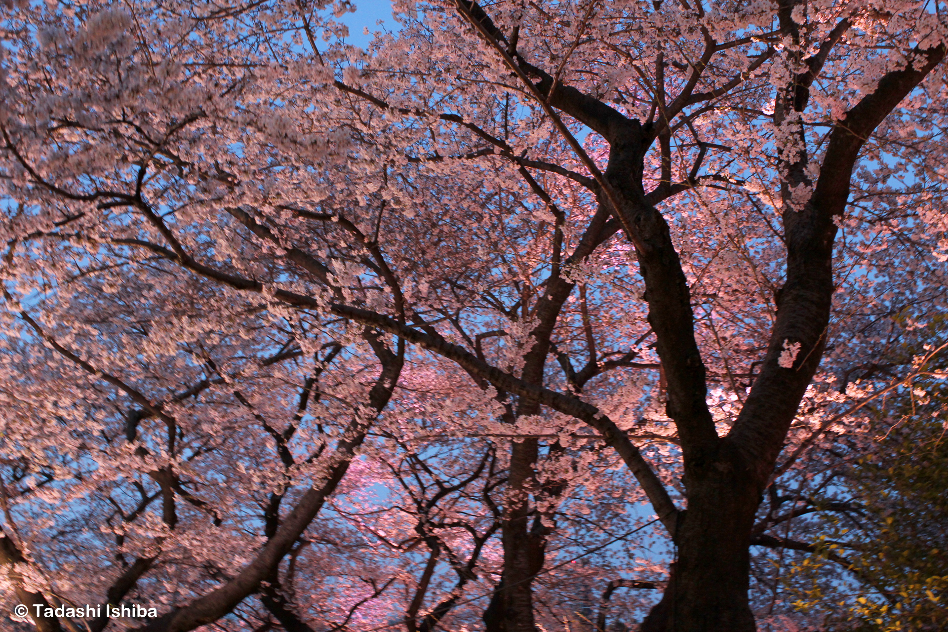 千鳥ヶ淵の夜桜