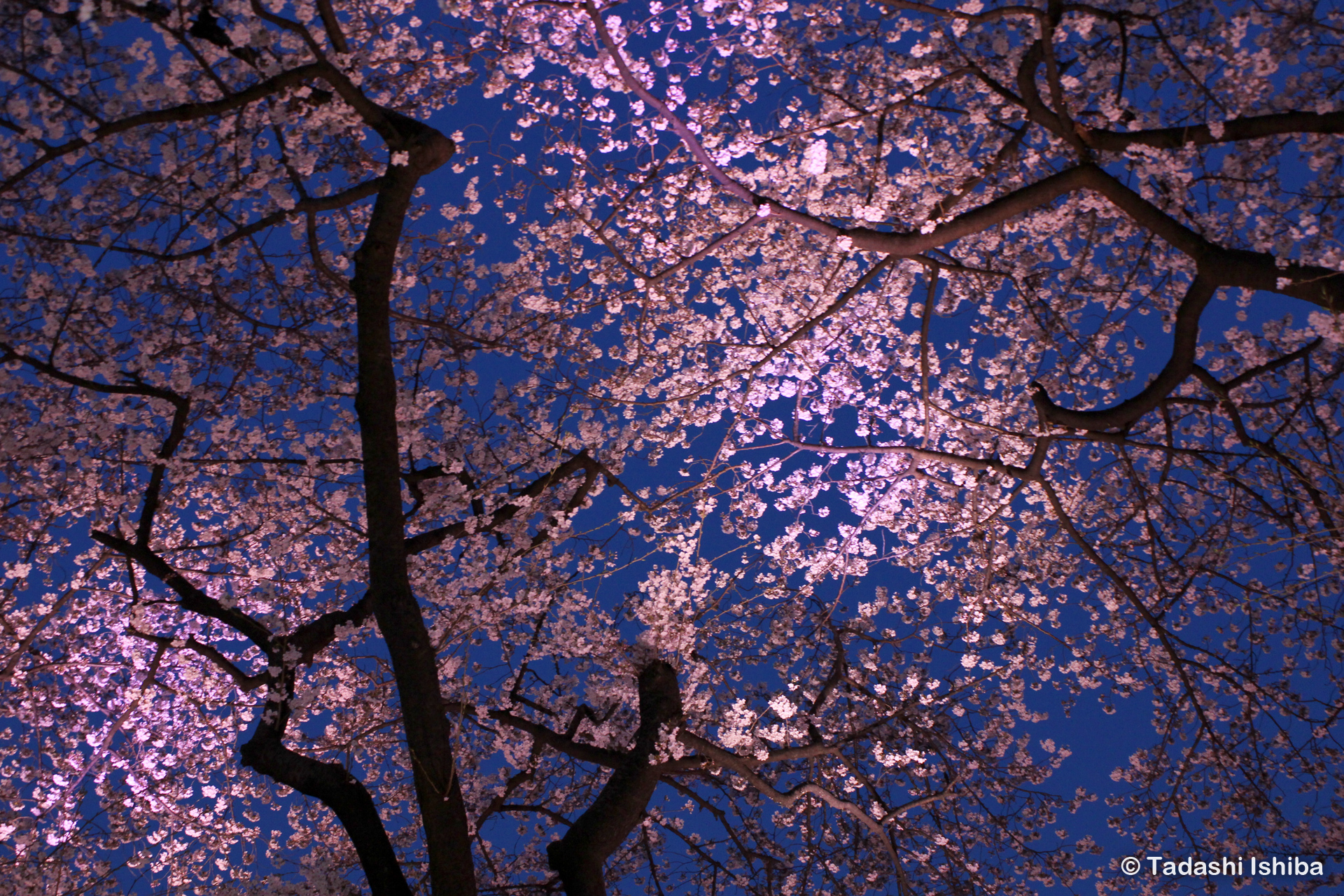 千鳥ヶ淵の夜桜