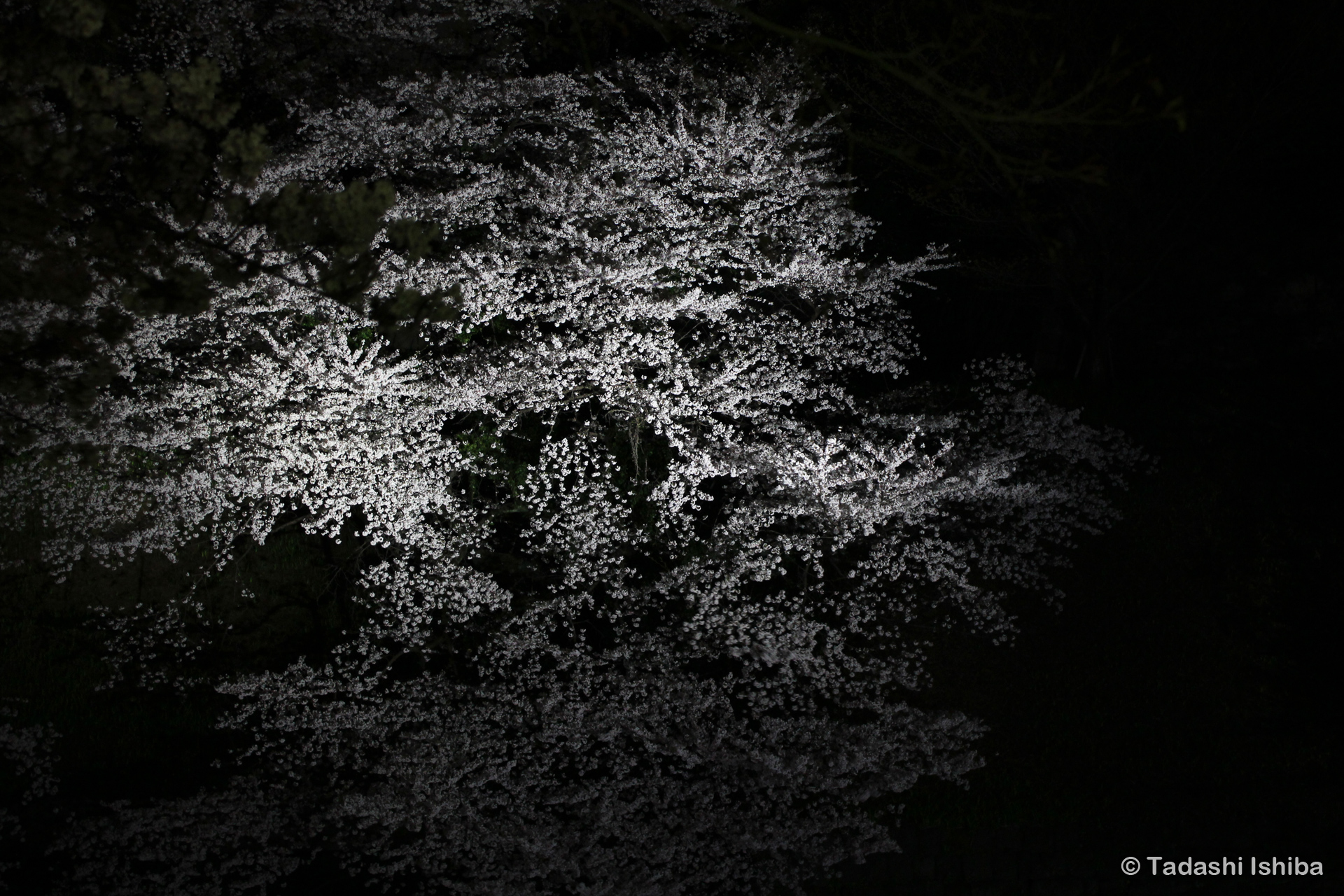 千鳥ヶ淵の夜桜