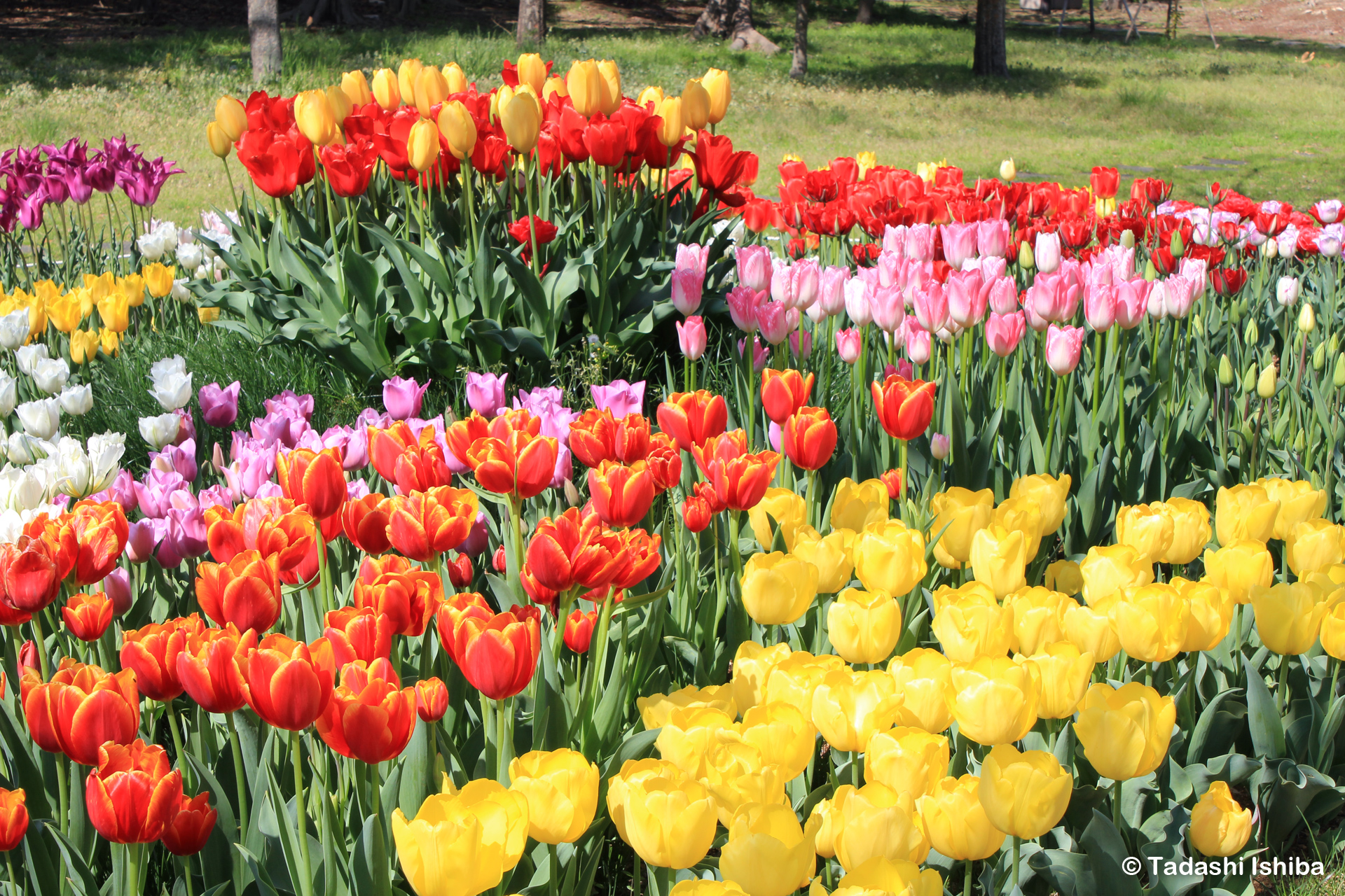 チューリップの花壇