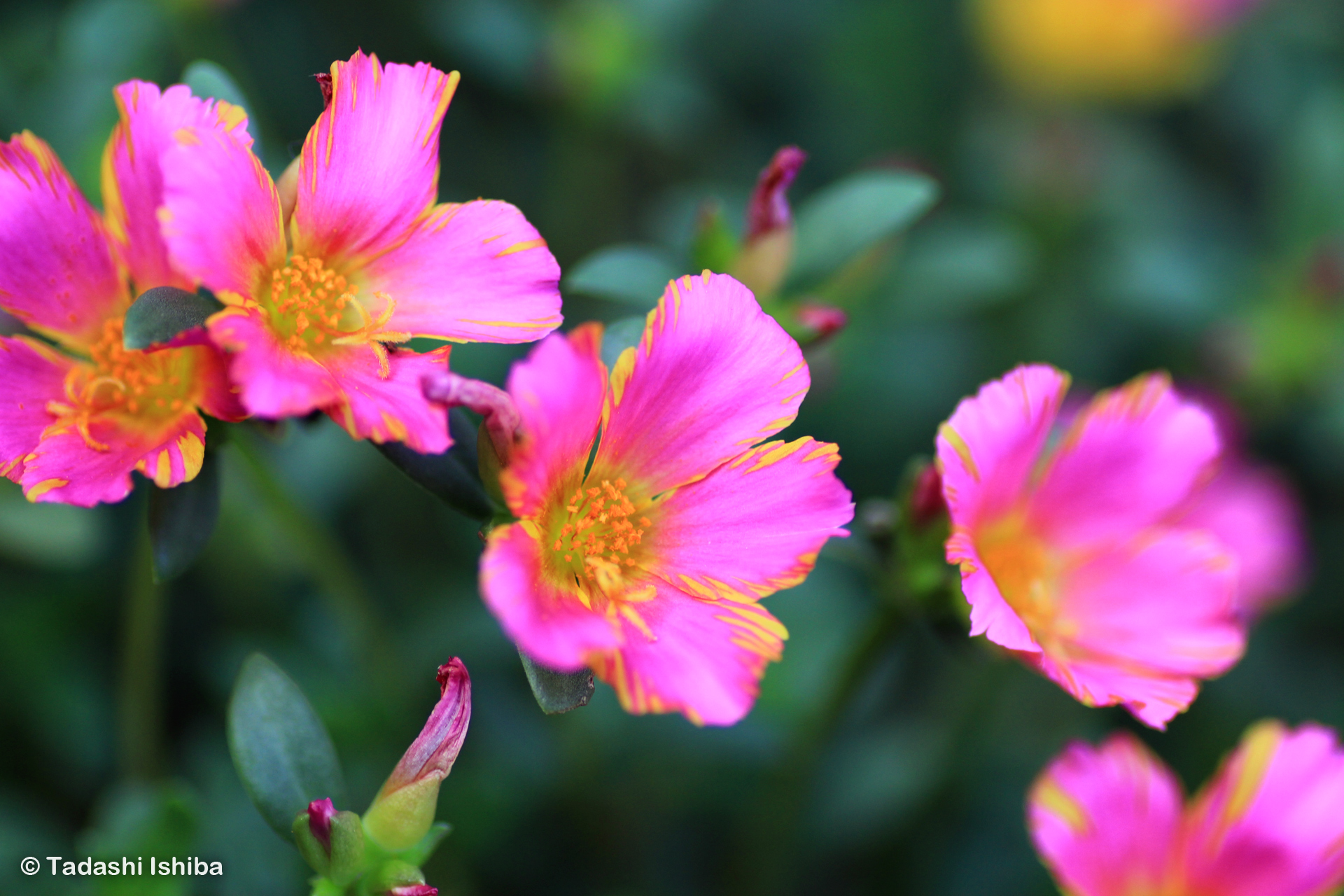 小さなピンクの花