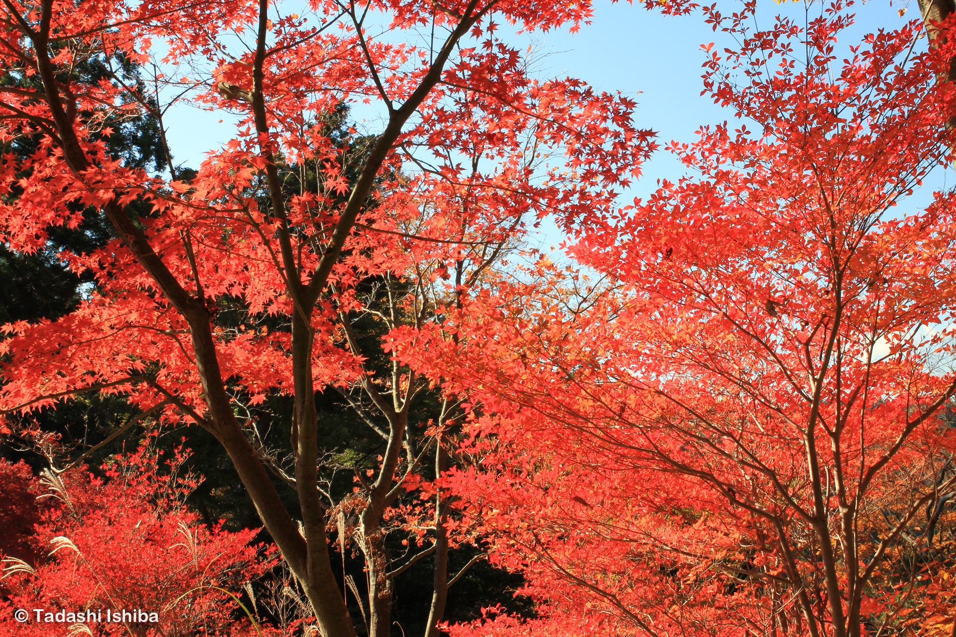 高尾山の紅葉