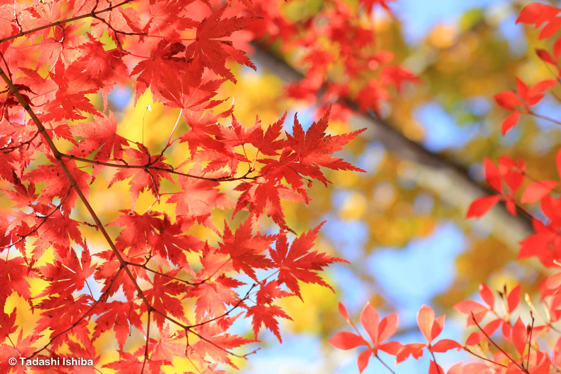 高尾山の紅葉