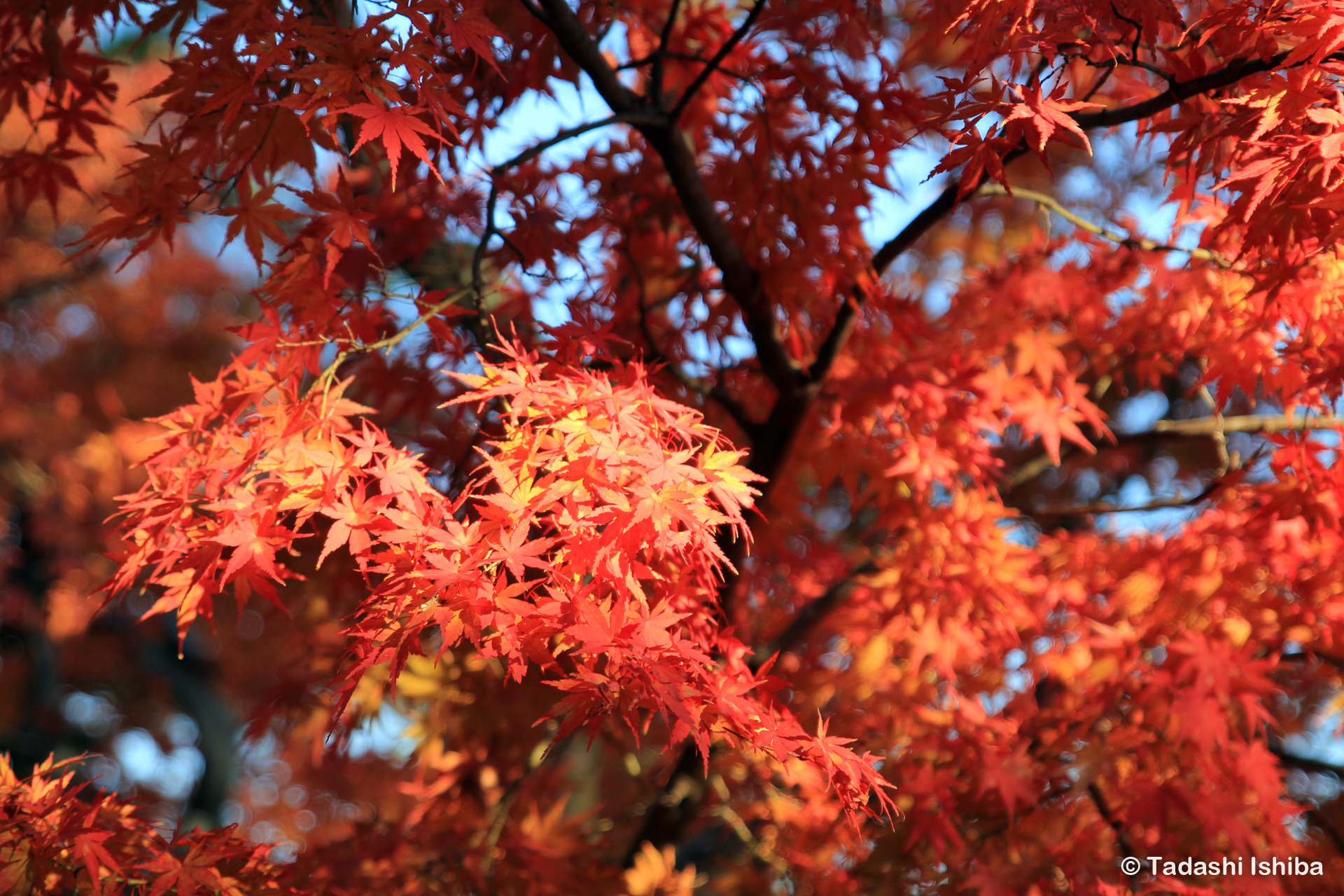 高尾山の紅葉