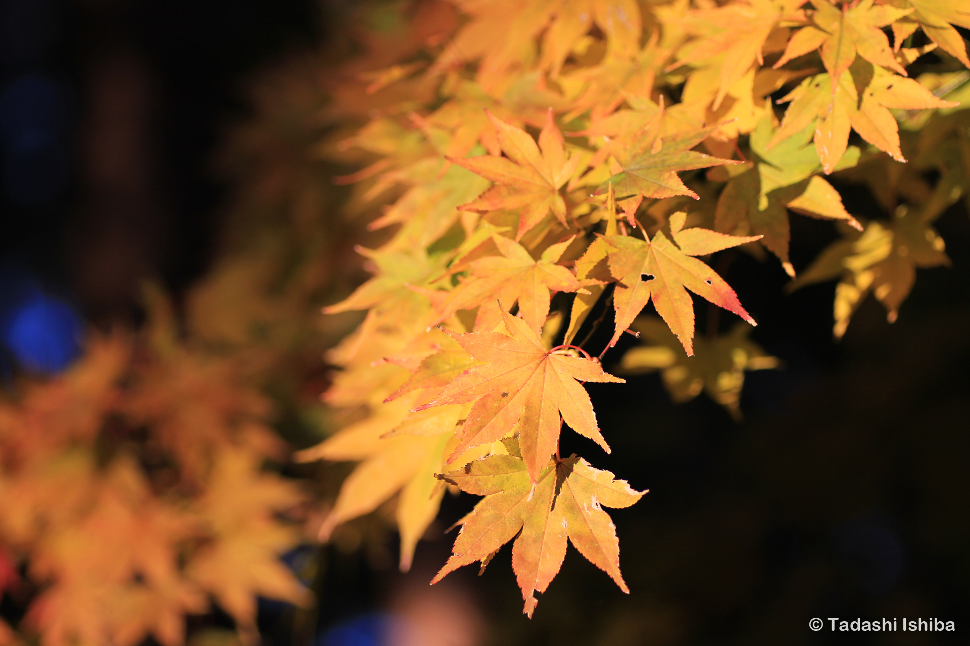 高尾山の紅葉