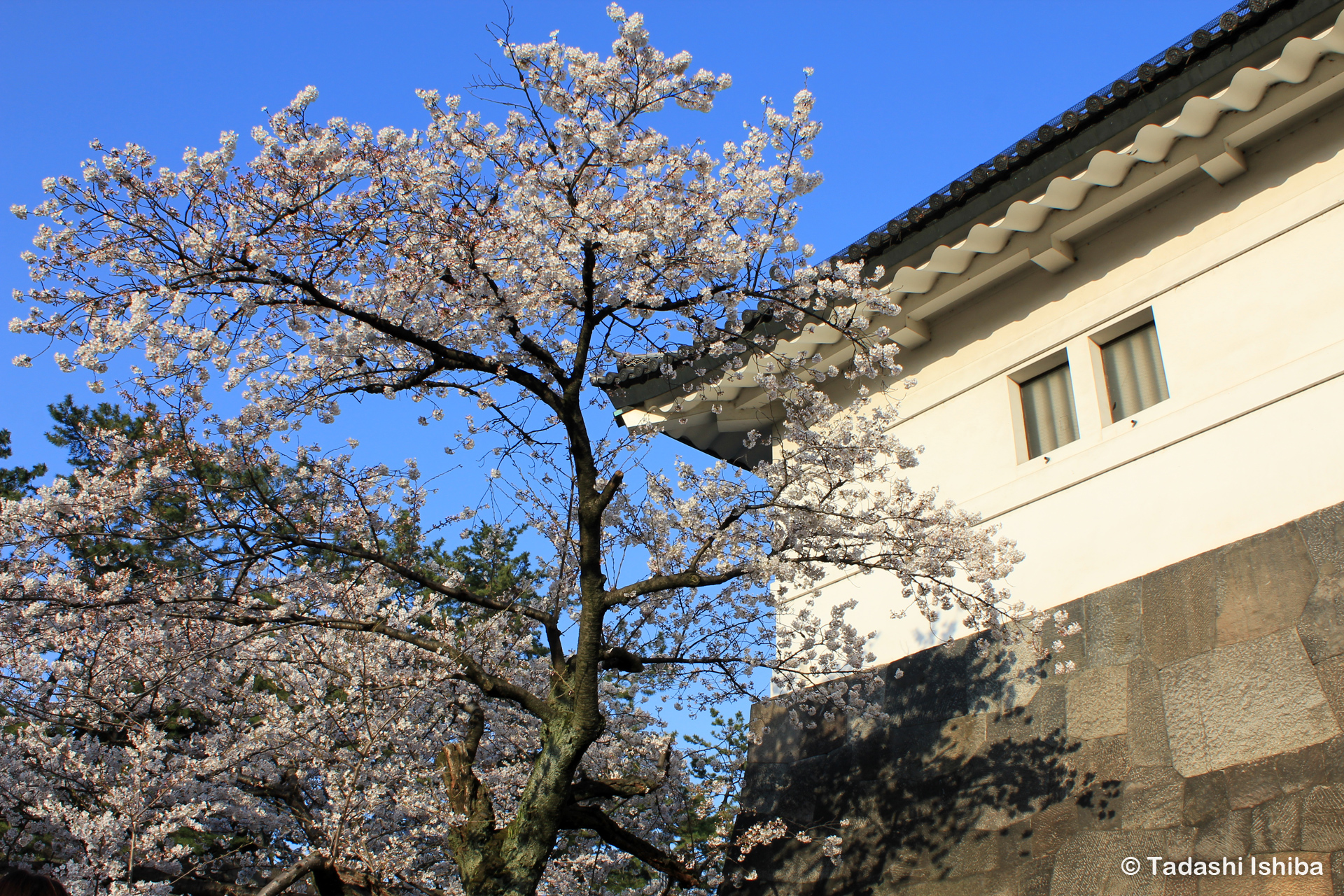 桜田門の内門と桜