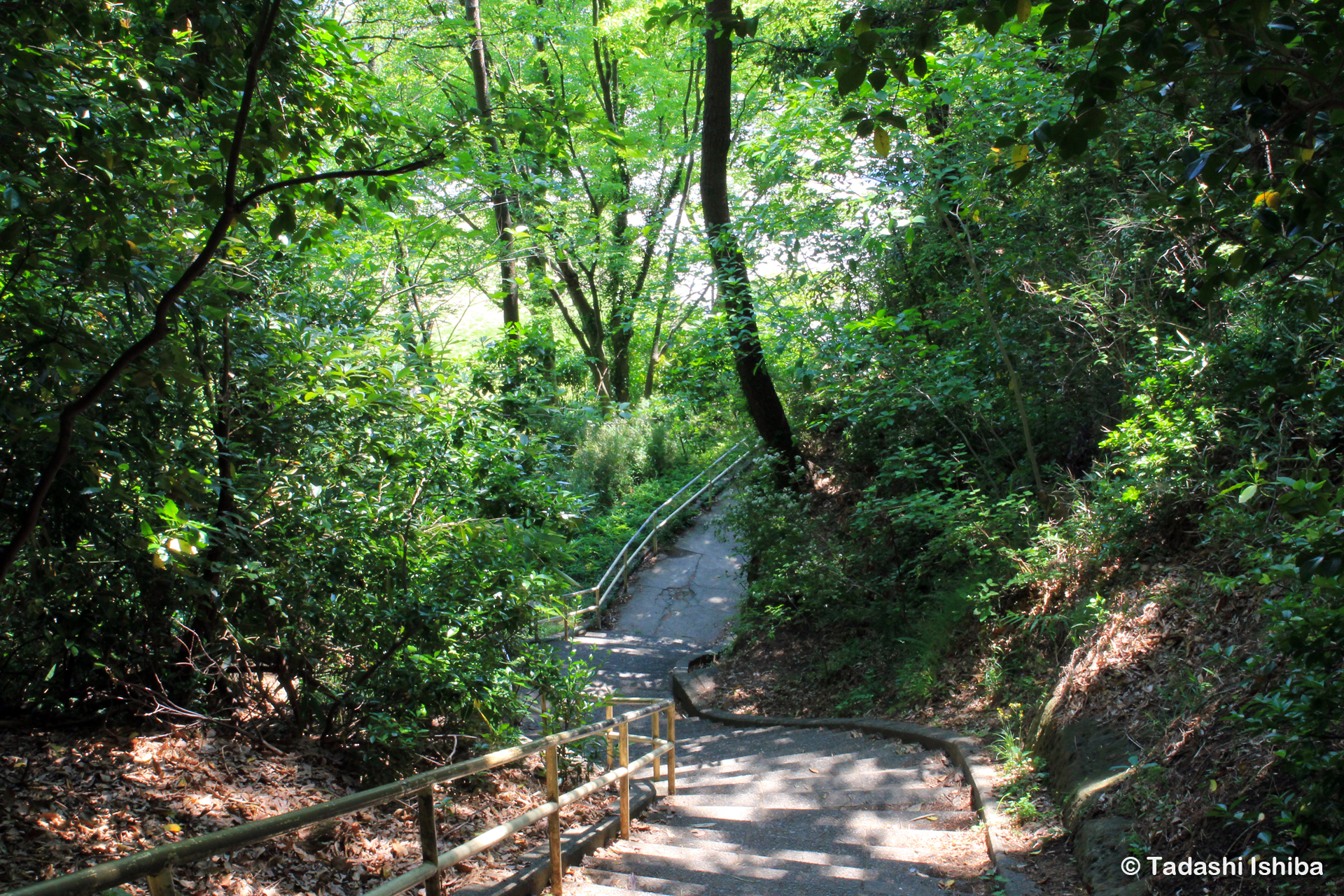 野島の山道