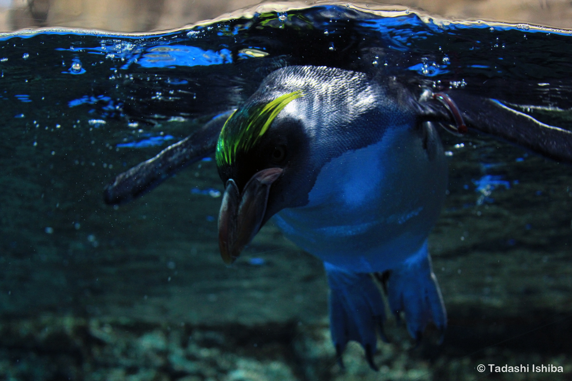 ペンギン