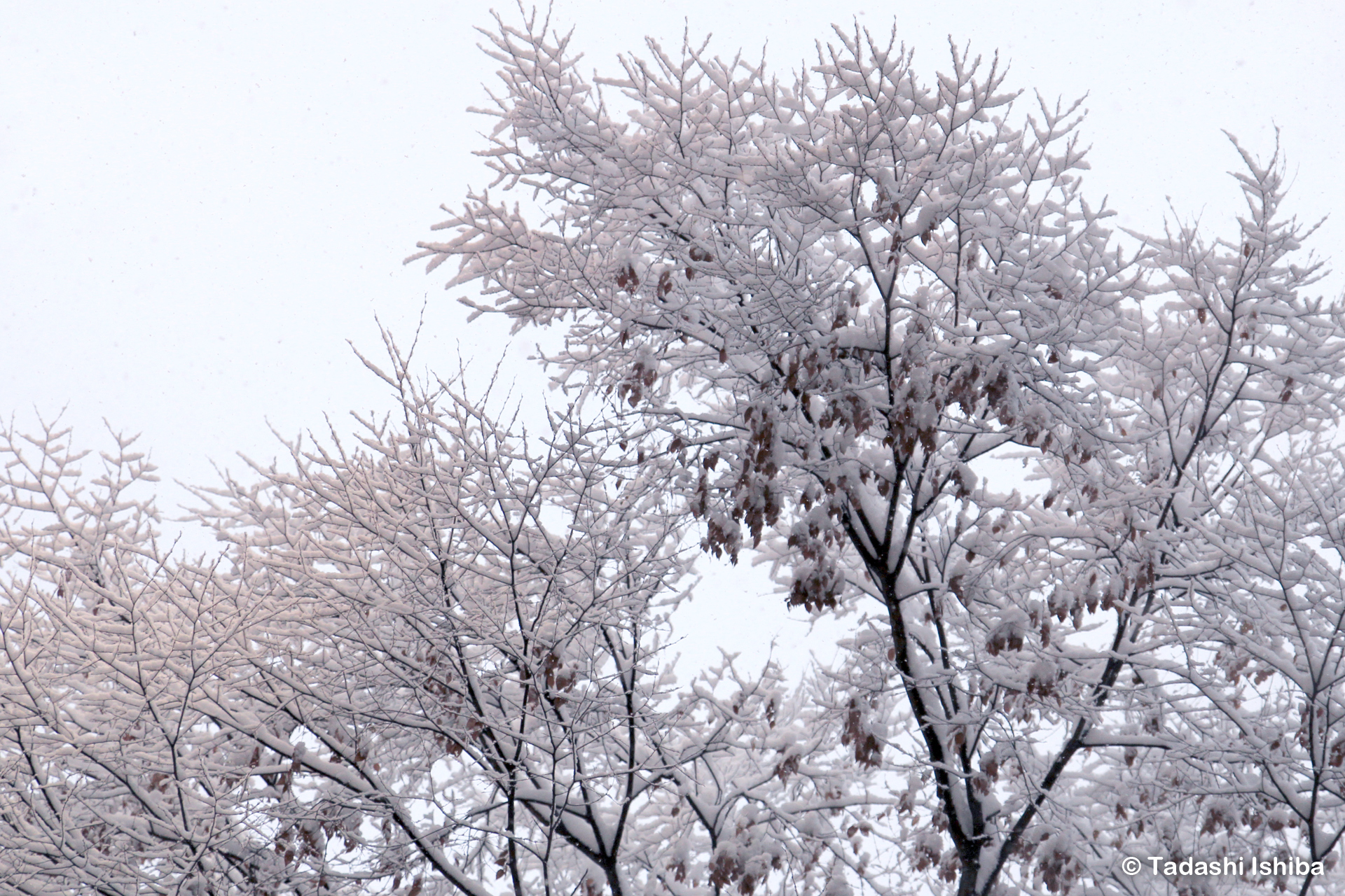 雪の花