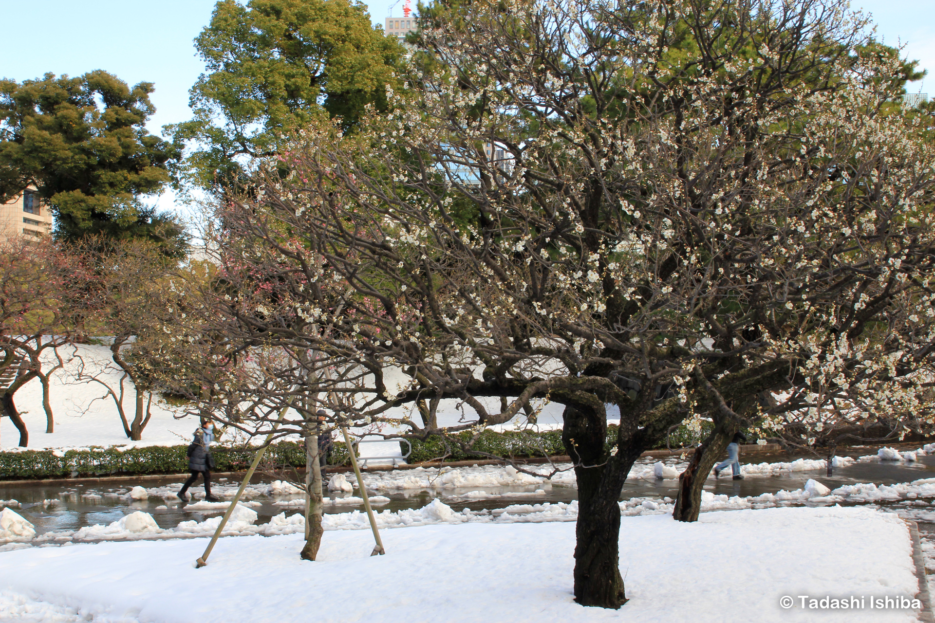 雪の中の白梅