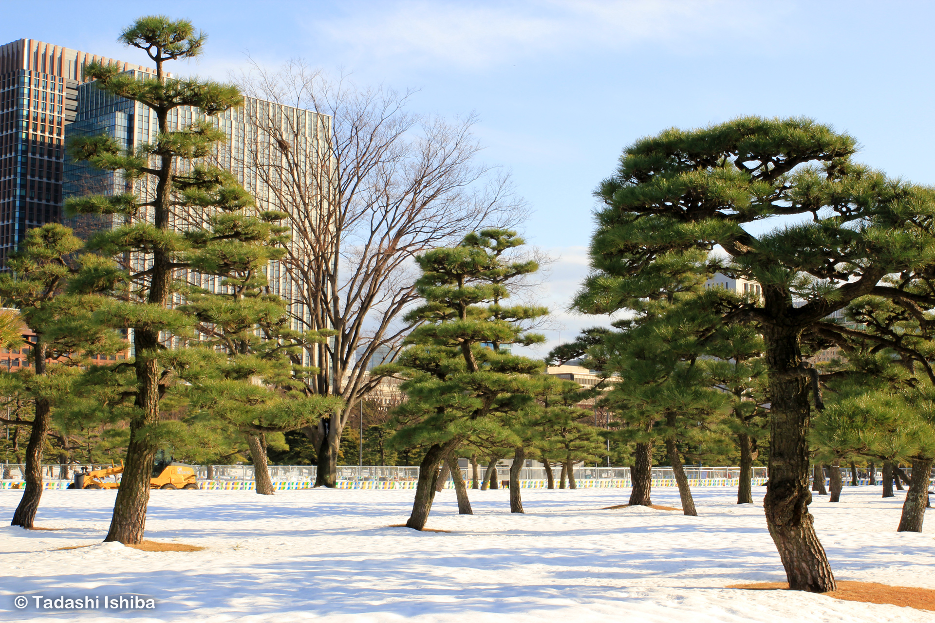 皇居前広場の松