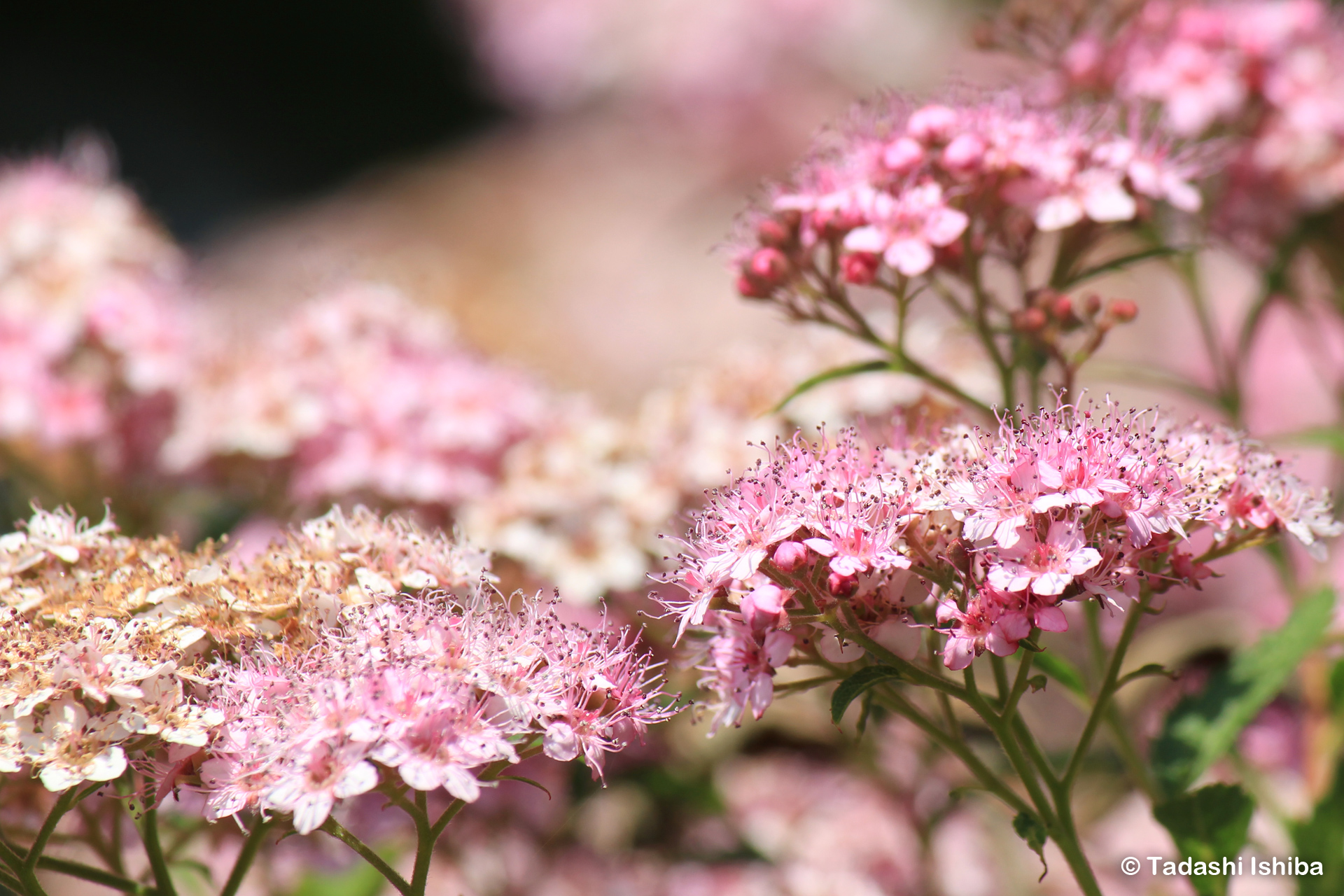 小さなピンク色の花