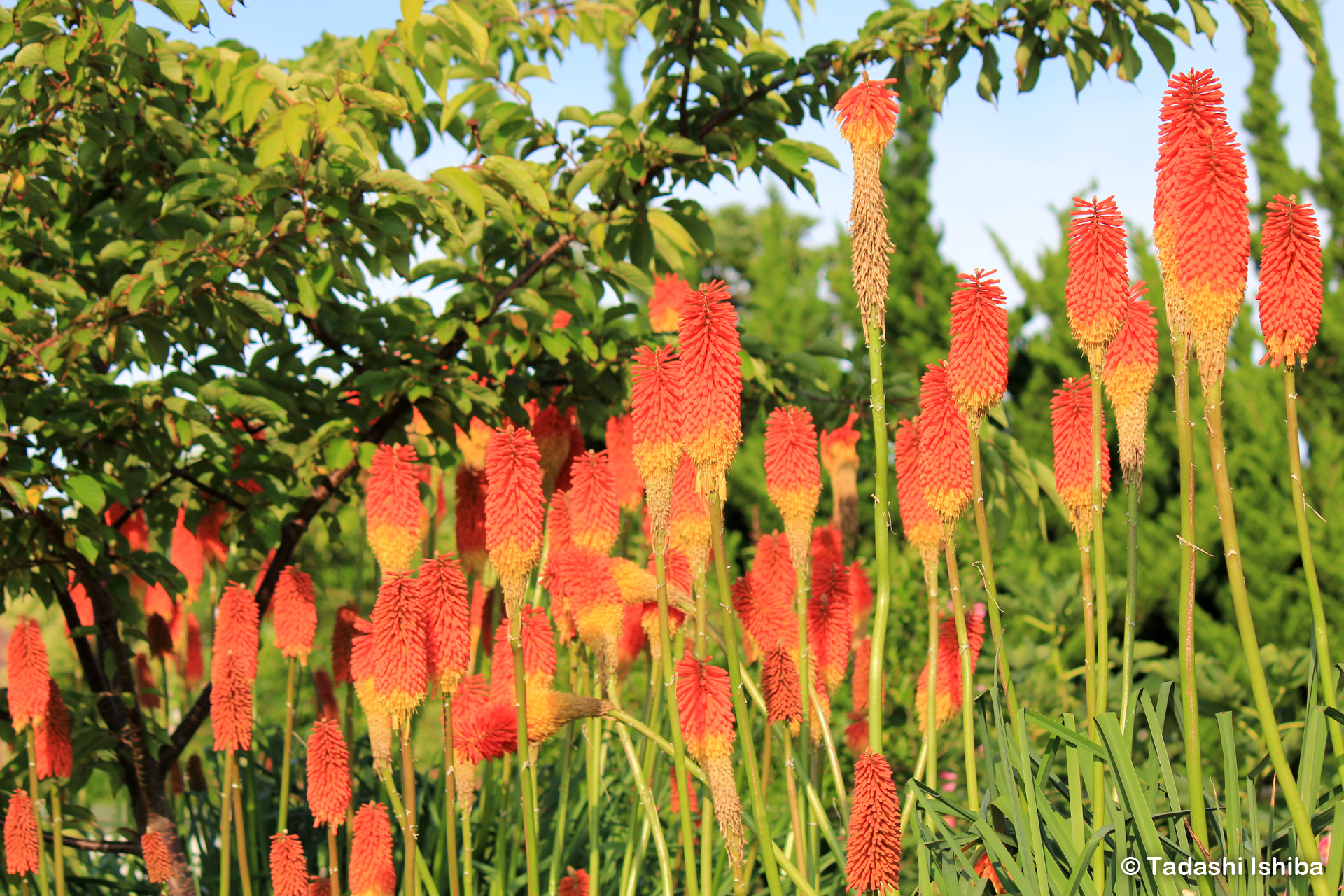 南国を思わせる花