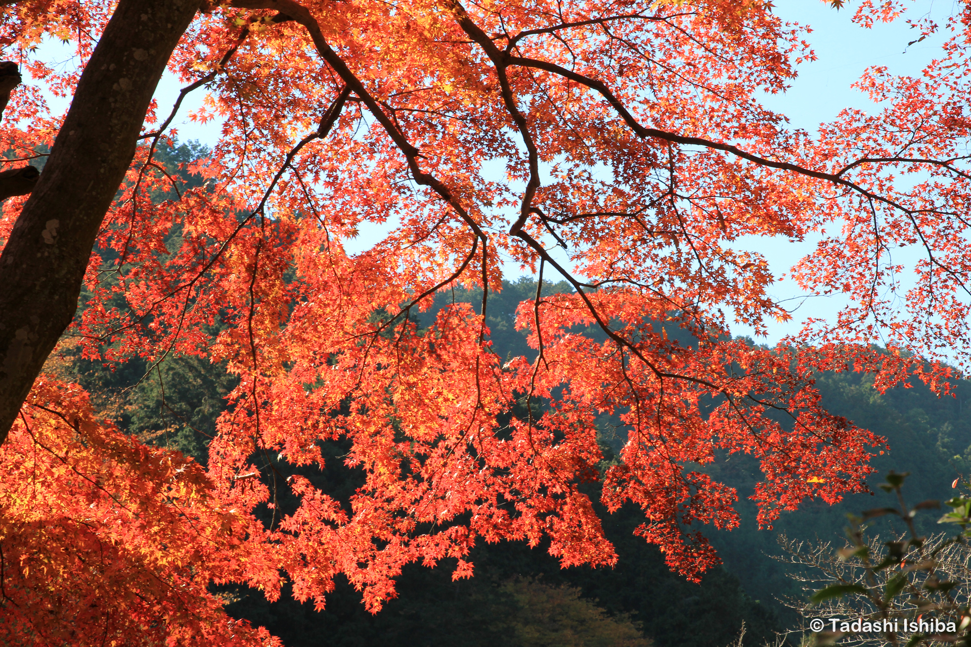 高尾山の紅葉