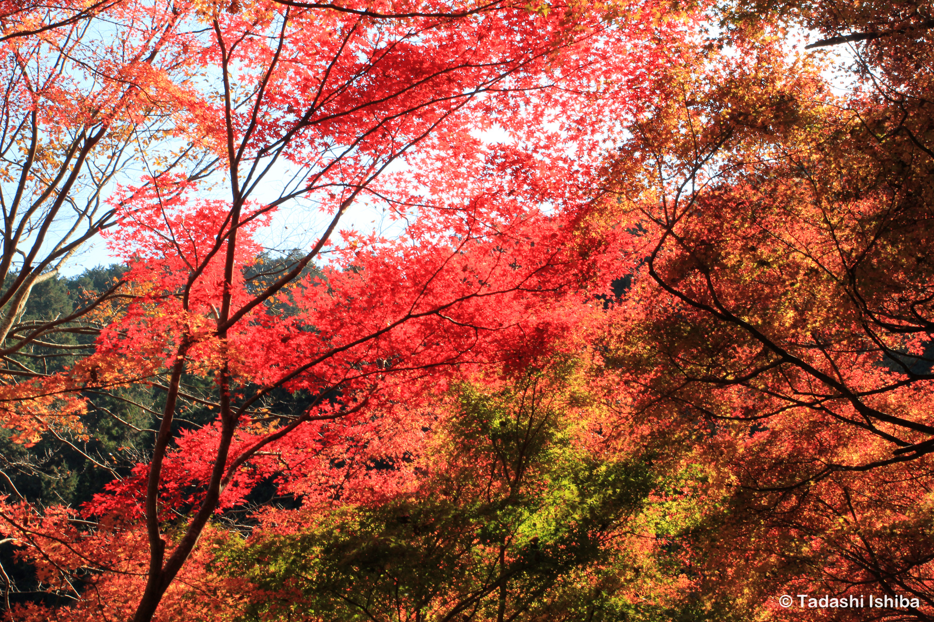 高尾山の紅葉