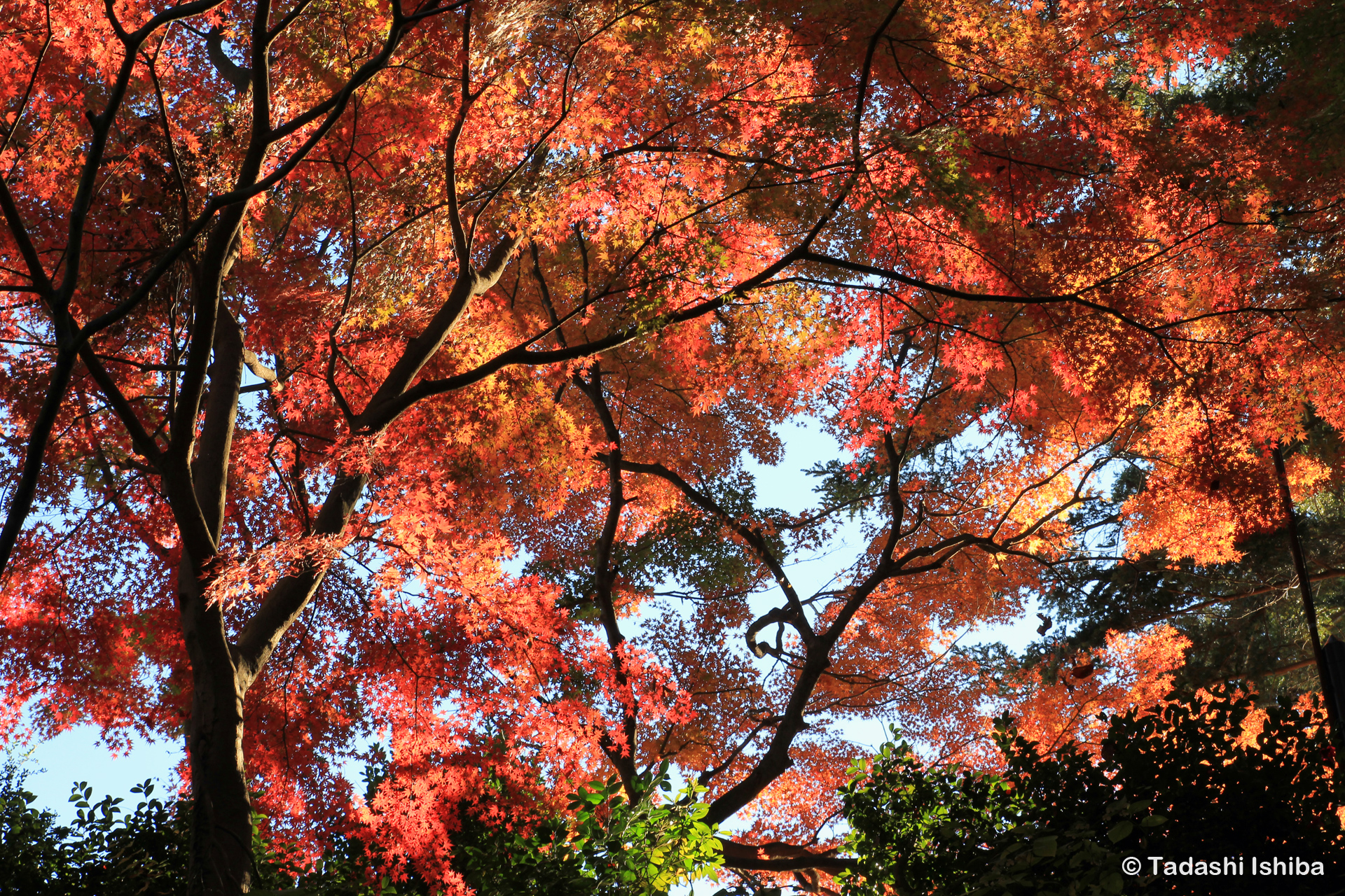 高尾山の紅葉