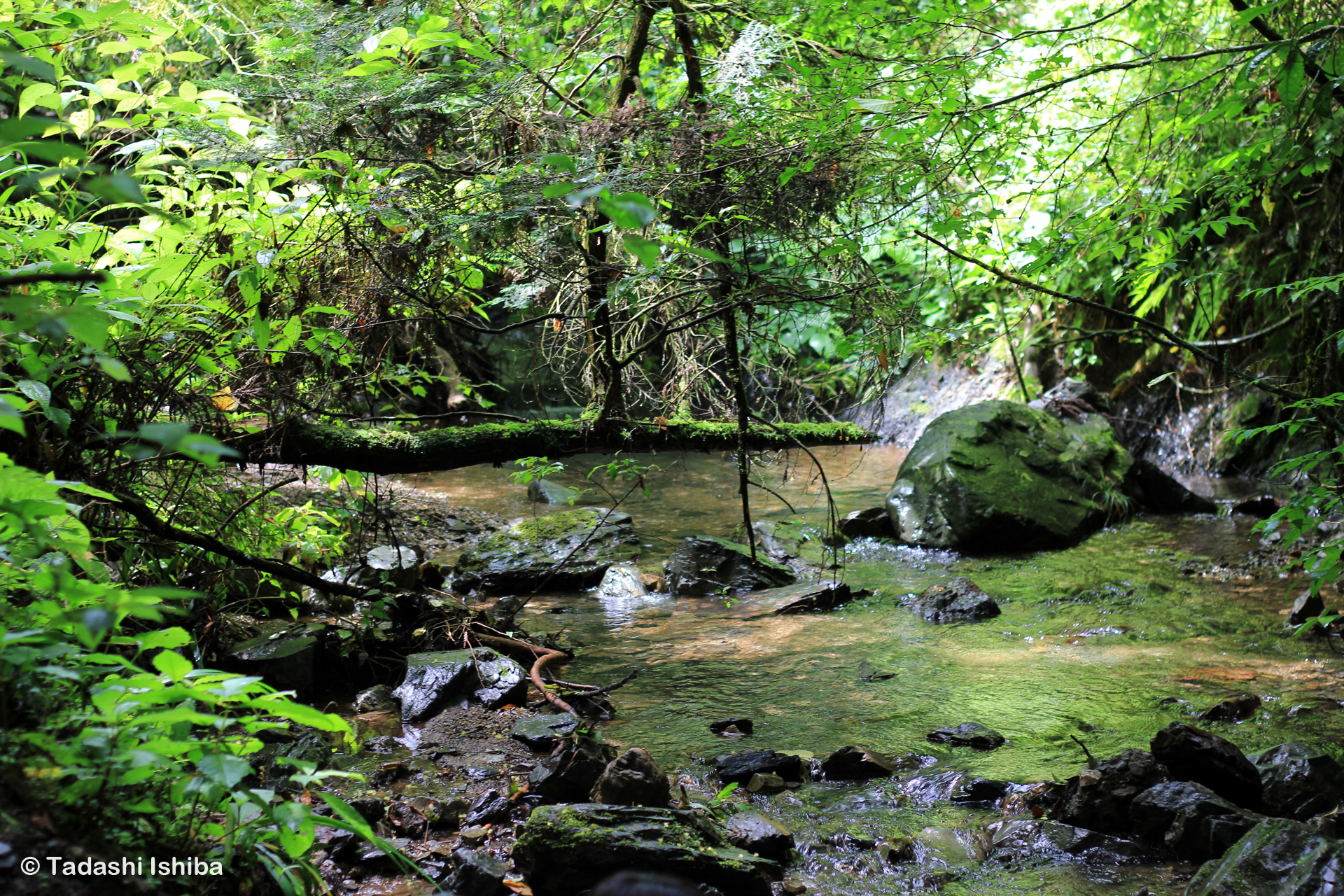 高尾山の沢