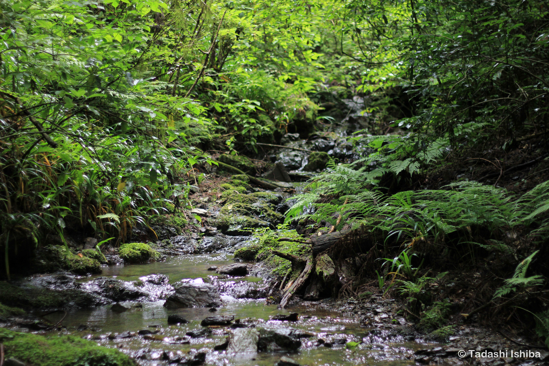 高尾山の沢