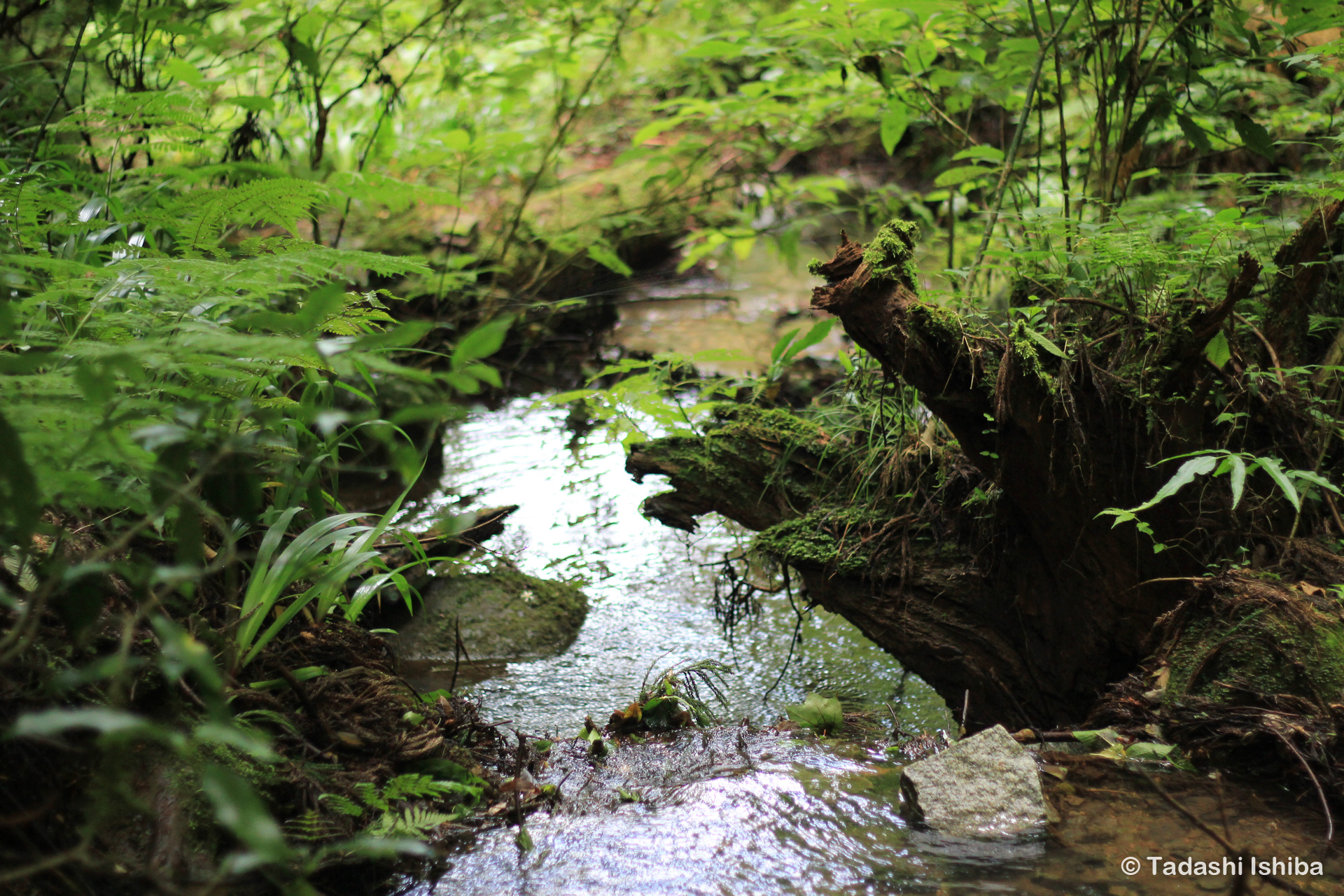 高尾山の清流