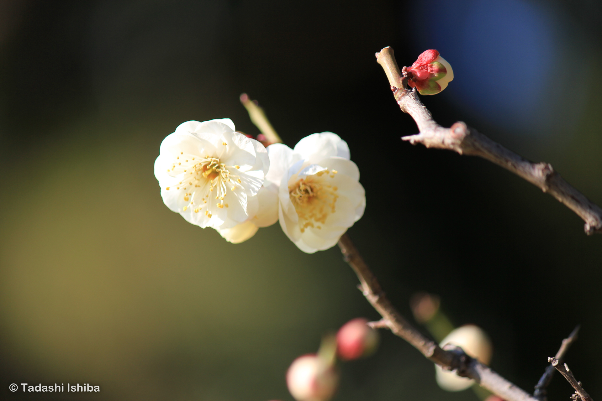 白い梅の花