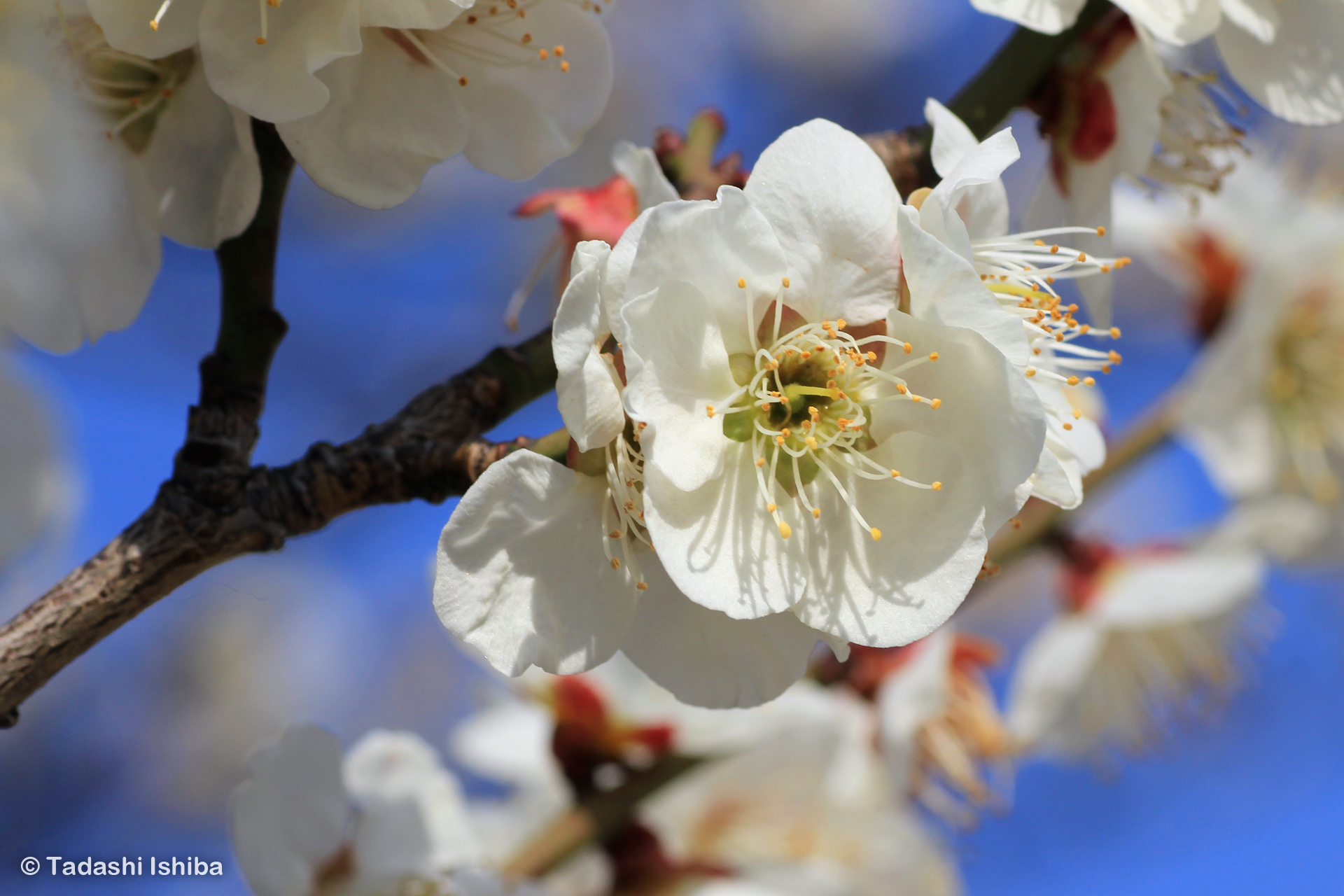 白い梅の花