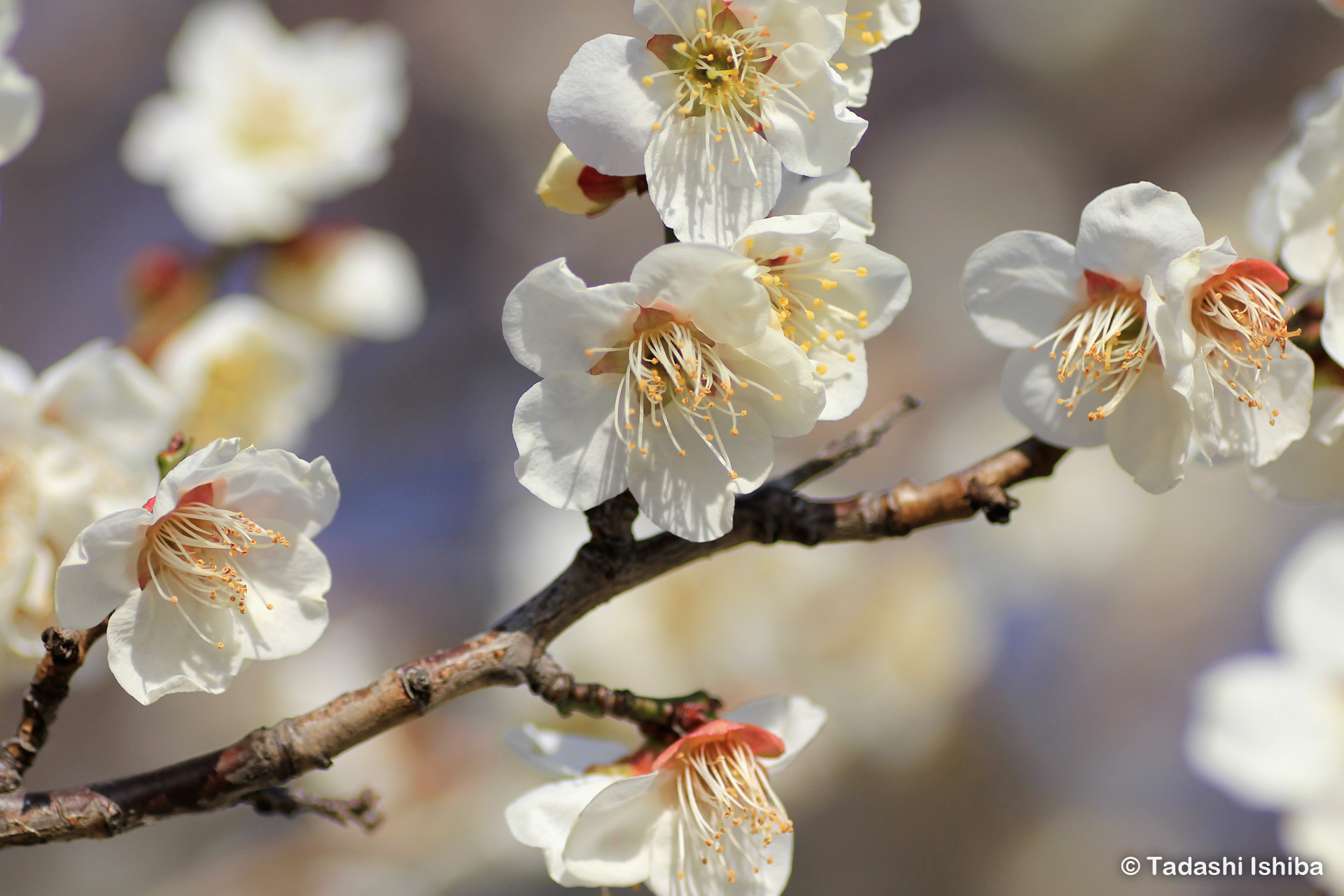 梅の花