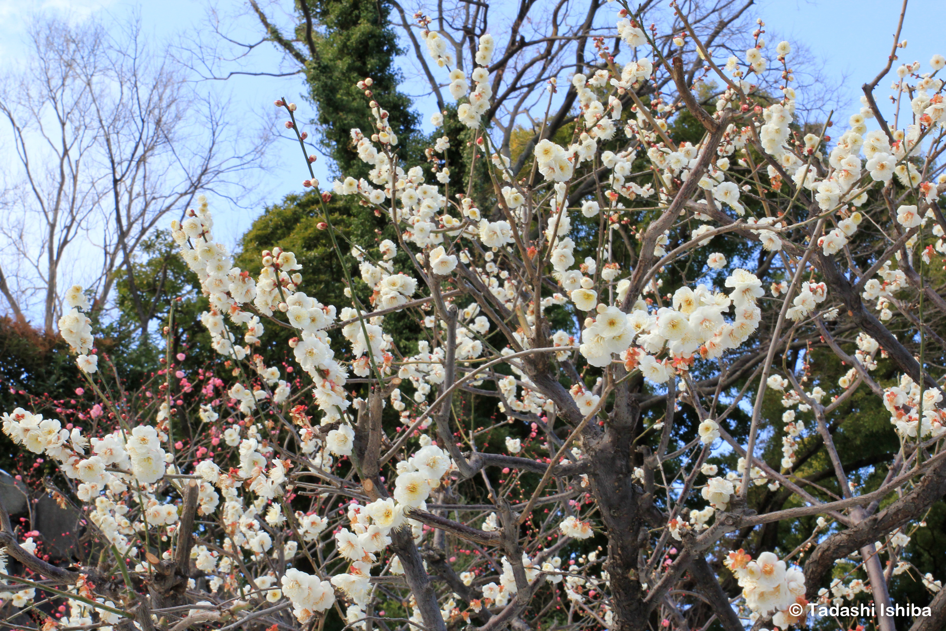 梅の花