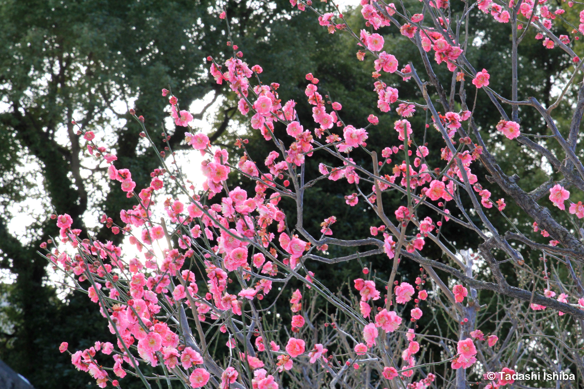 皇居の紅梅