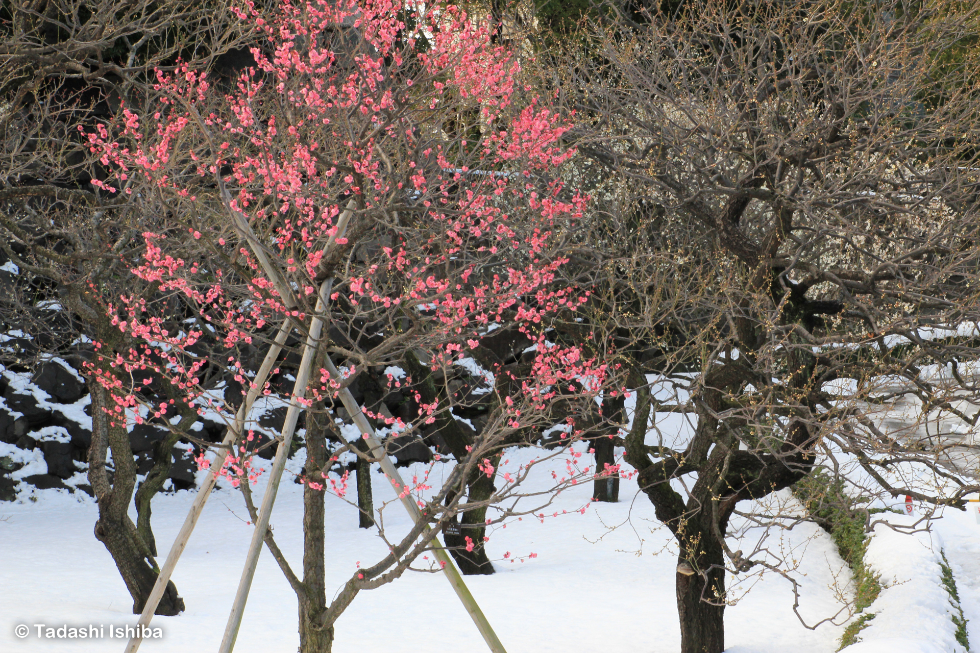 雪の中の紅梅