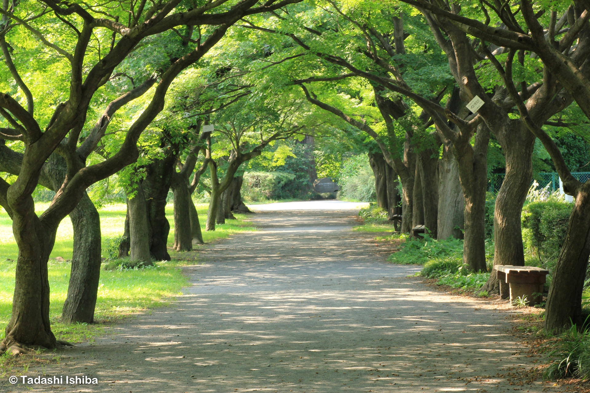 緑の道