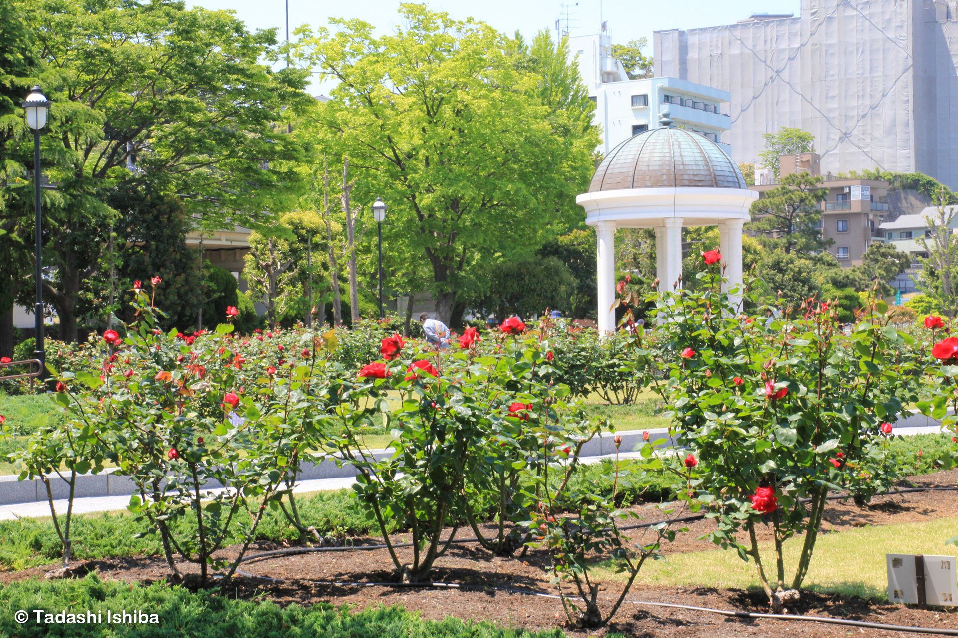 ヴェルニー公園のバラ園