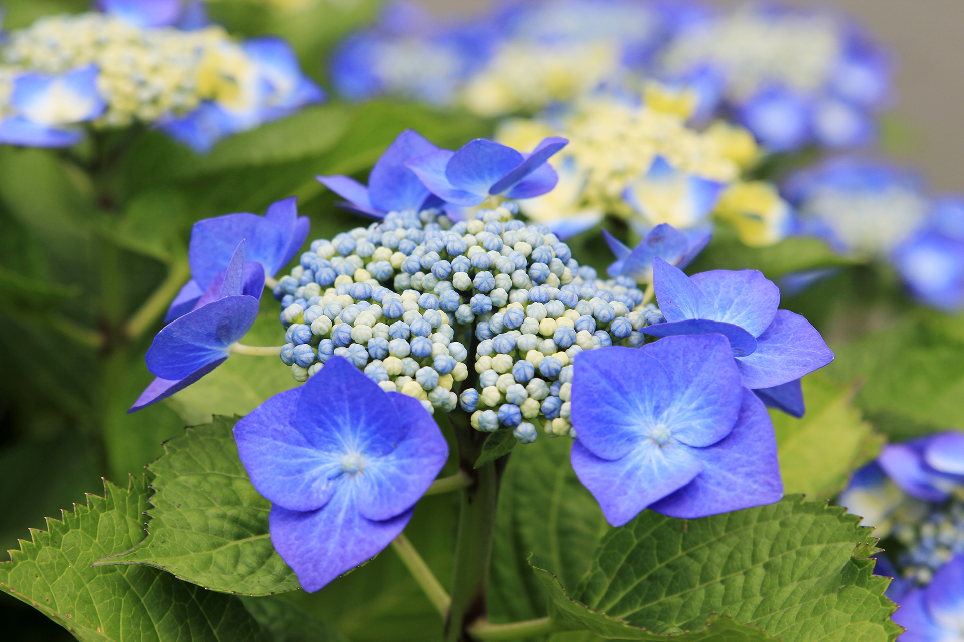 青いアジサイの花