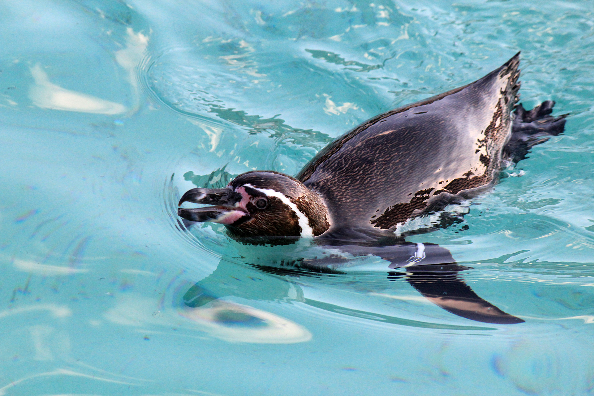 気持ち良さそうに泳ぐペンギン