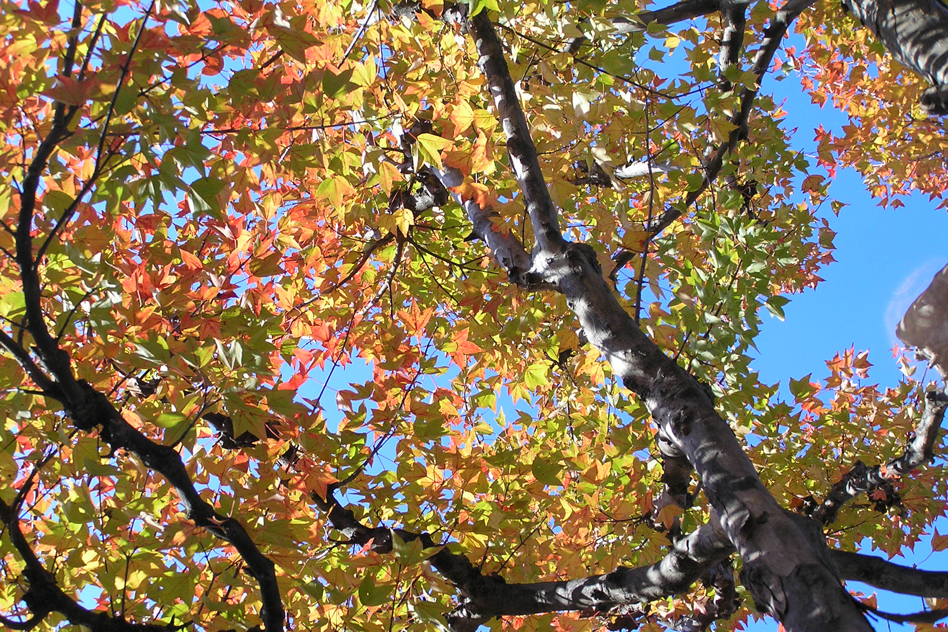 赤くなりはじめた紅葉